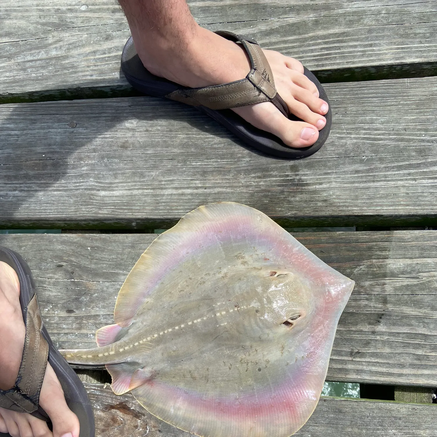 The most recent Atlantic stingray catches on Fishbrain