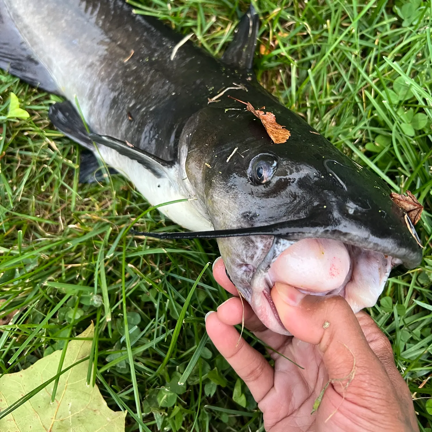 Channel catfish caught on Fishbrain