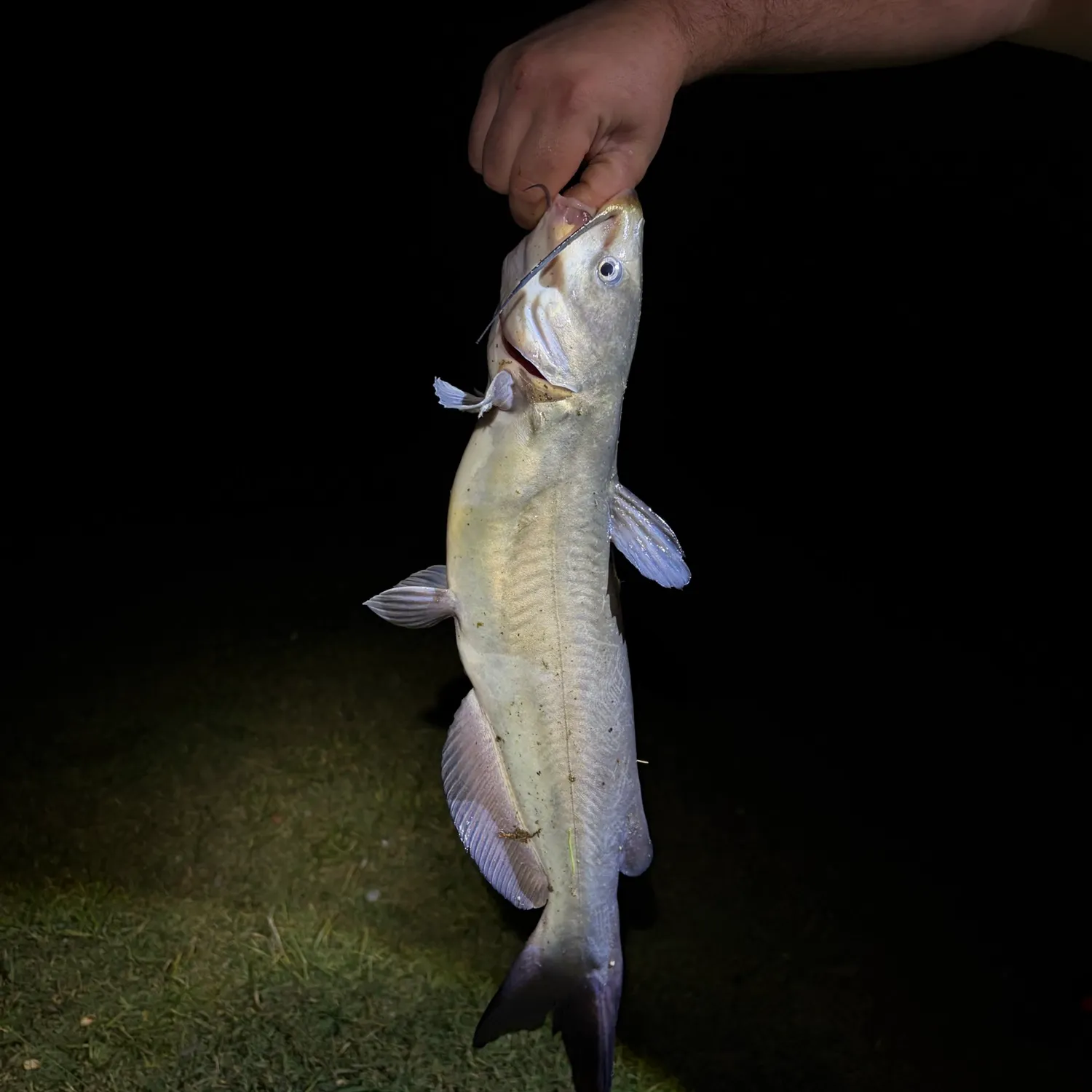 Channel catfish caught on Fishbrain