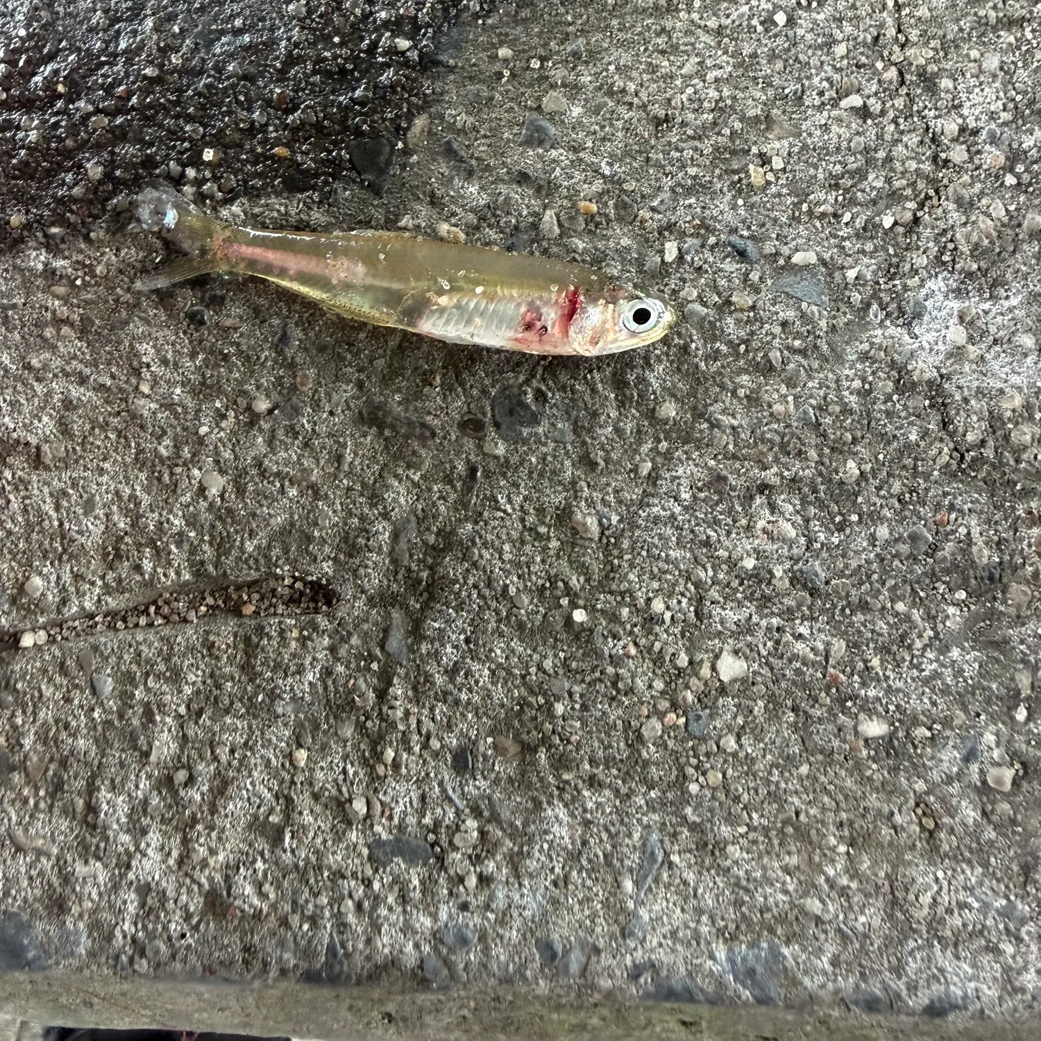 The most recent Bay anchovy catches on Fishbrain