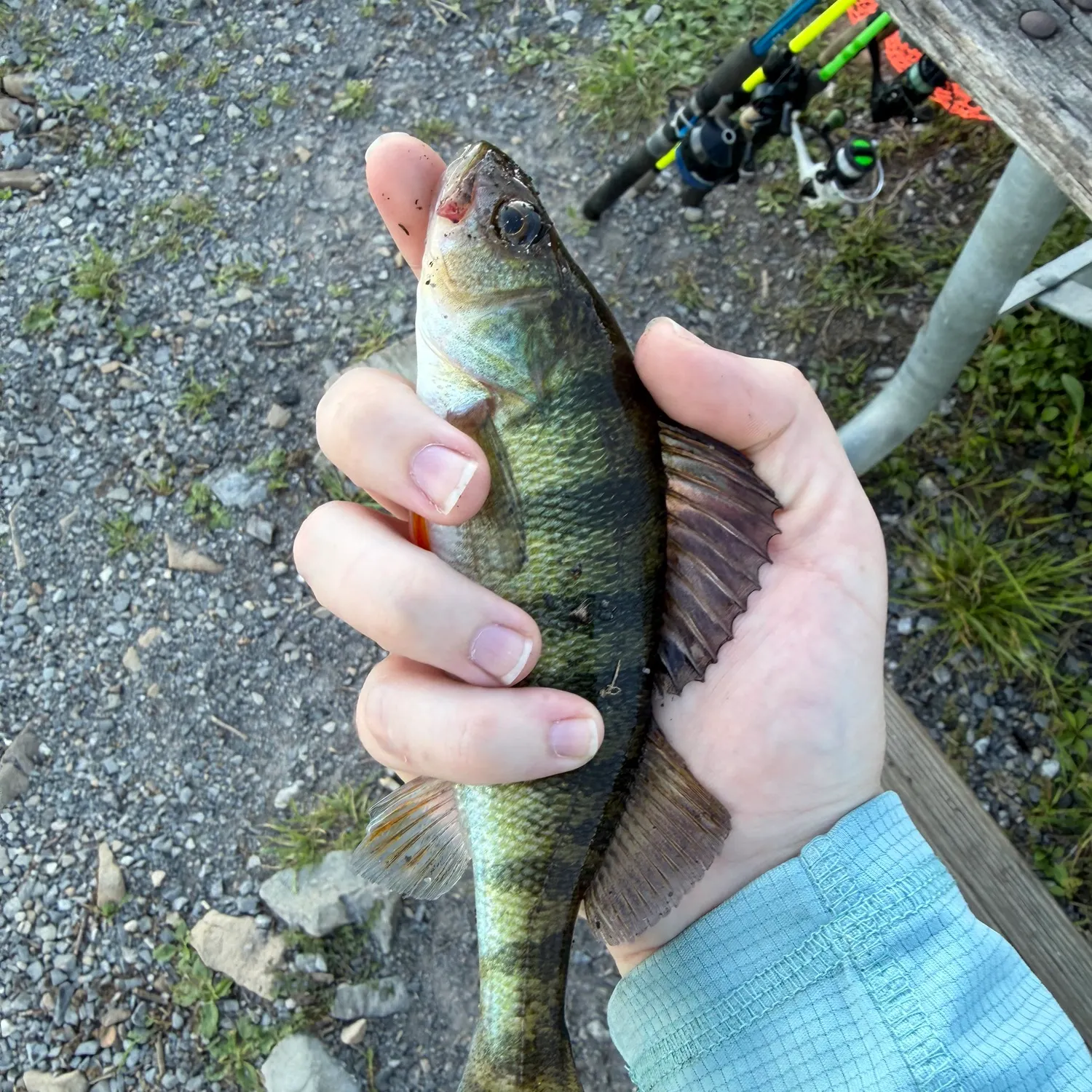 Yellow perch caught on Fishbrain