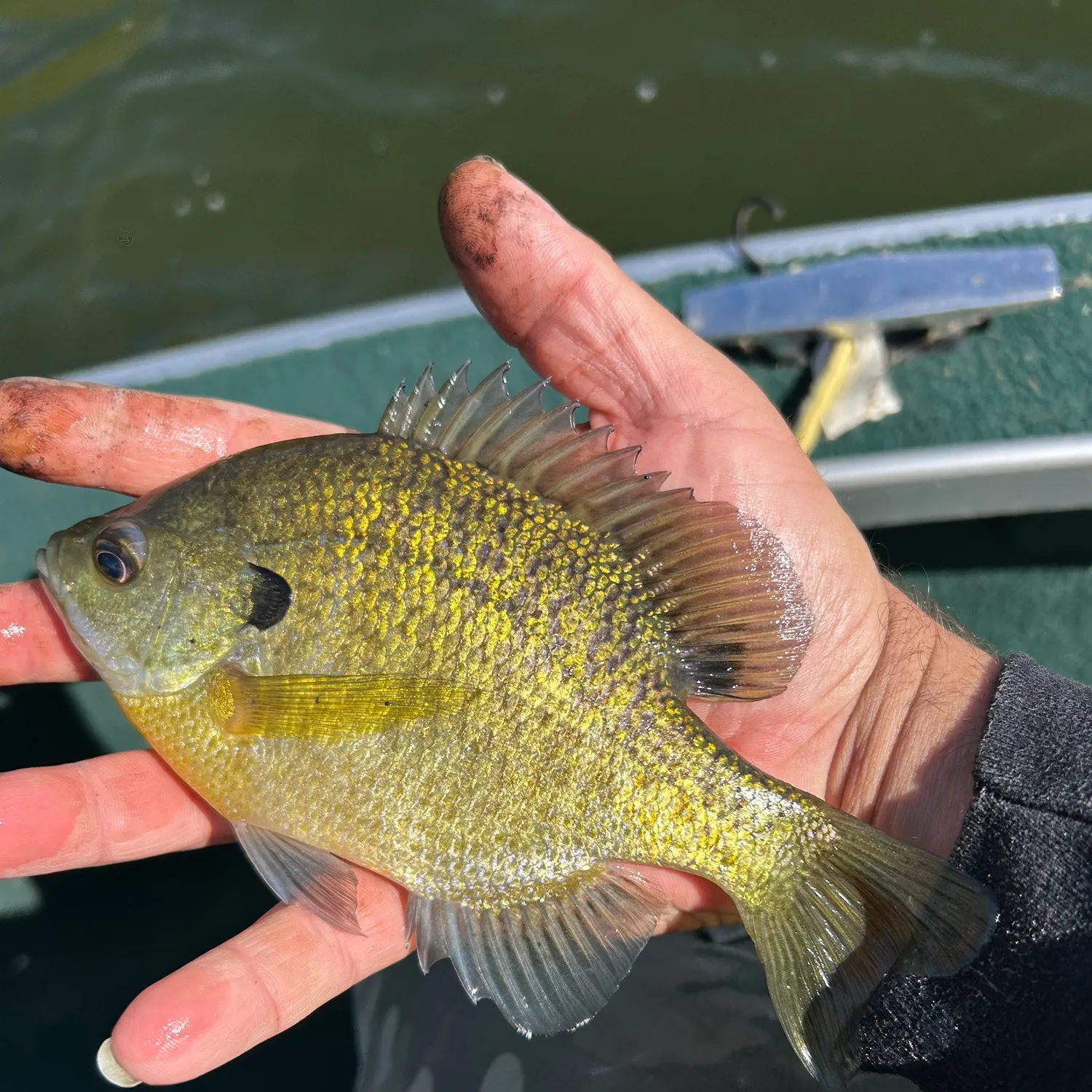 Bluegill caught on Fishbrain