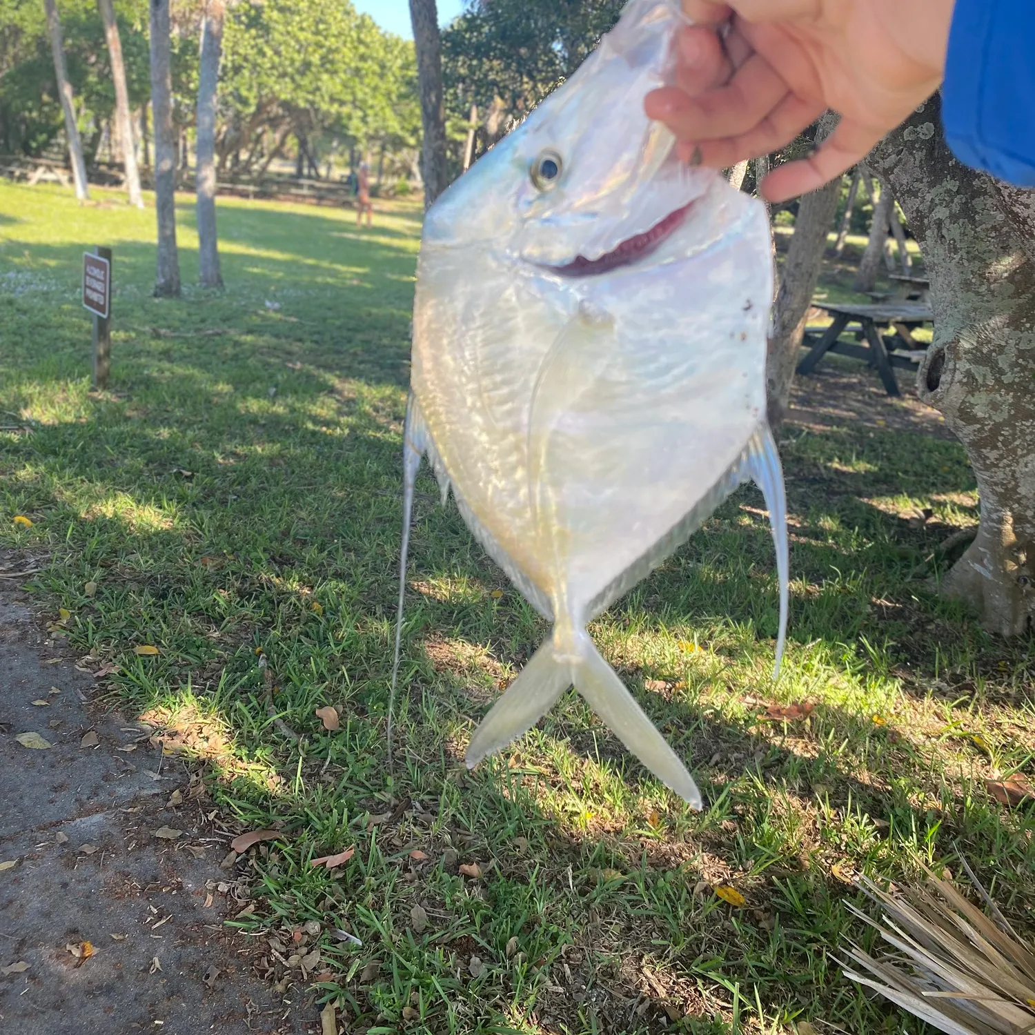 The most recent Lookdown catches on Fishbrain