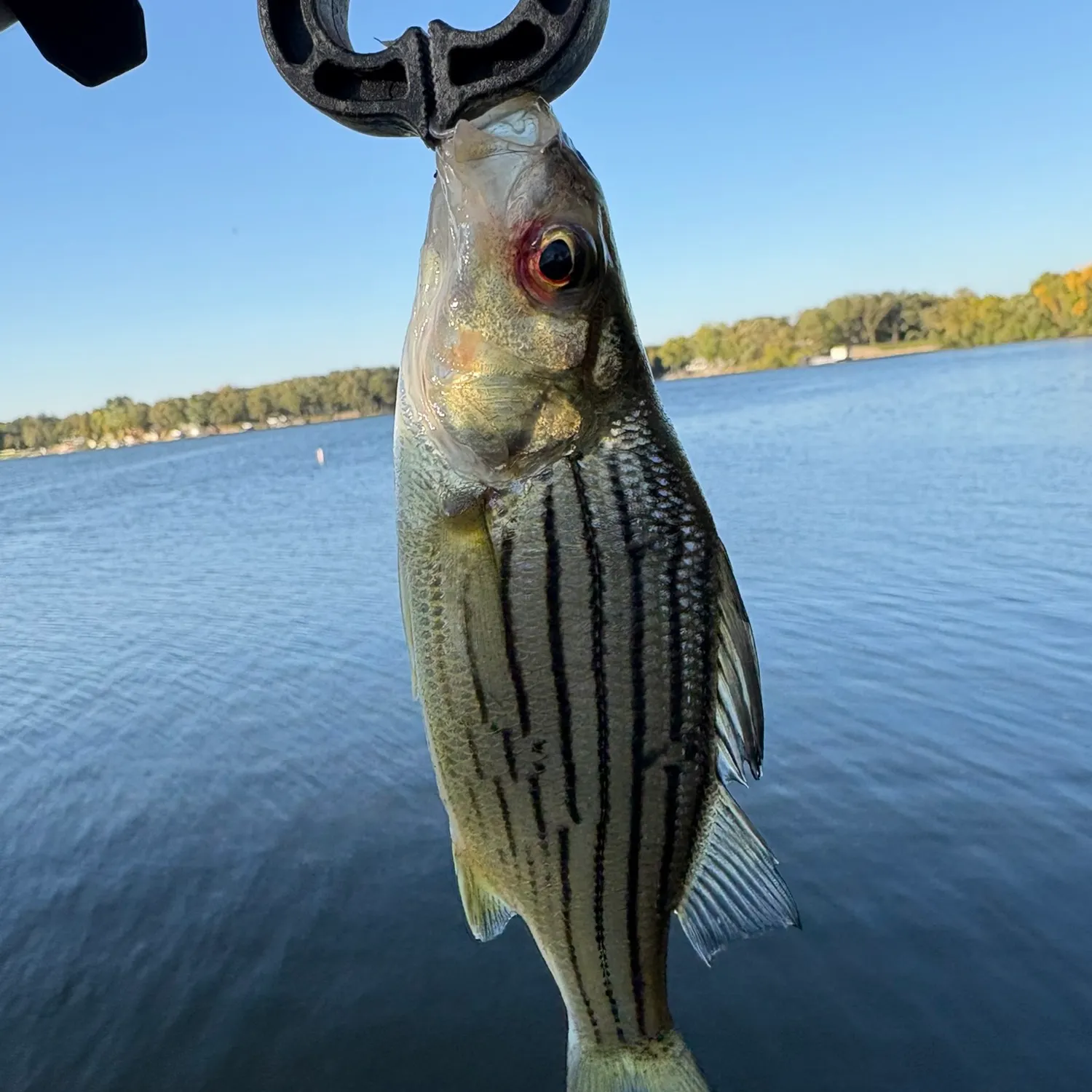 Yellow bass caught on Fishbrain