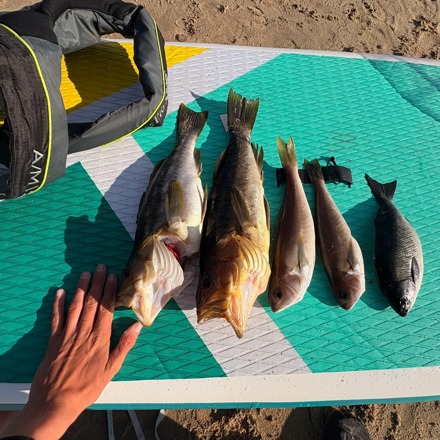 recently logged catches