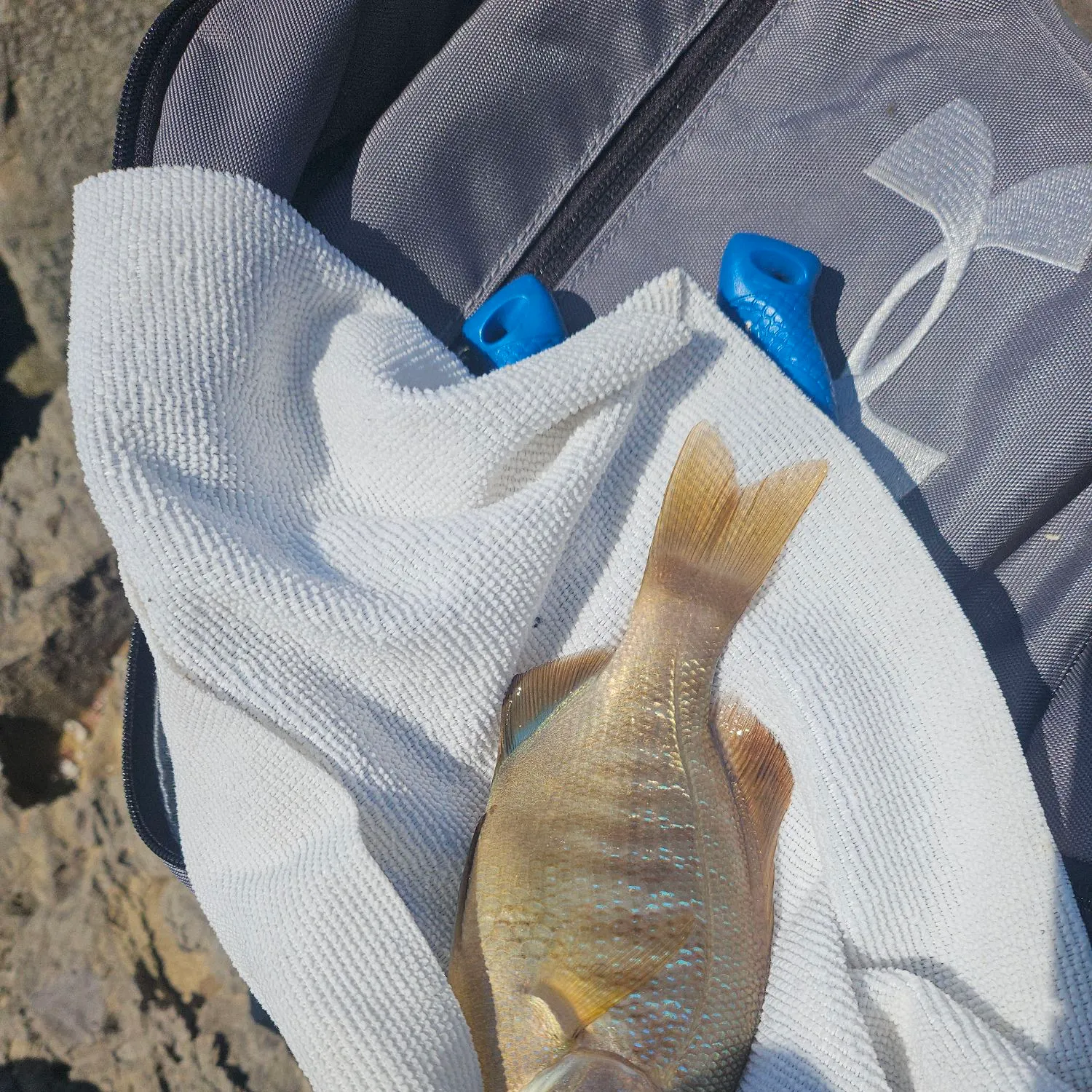 The most recent Black perch catches on Fishbrain