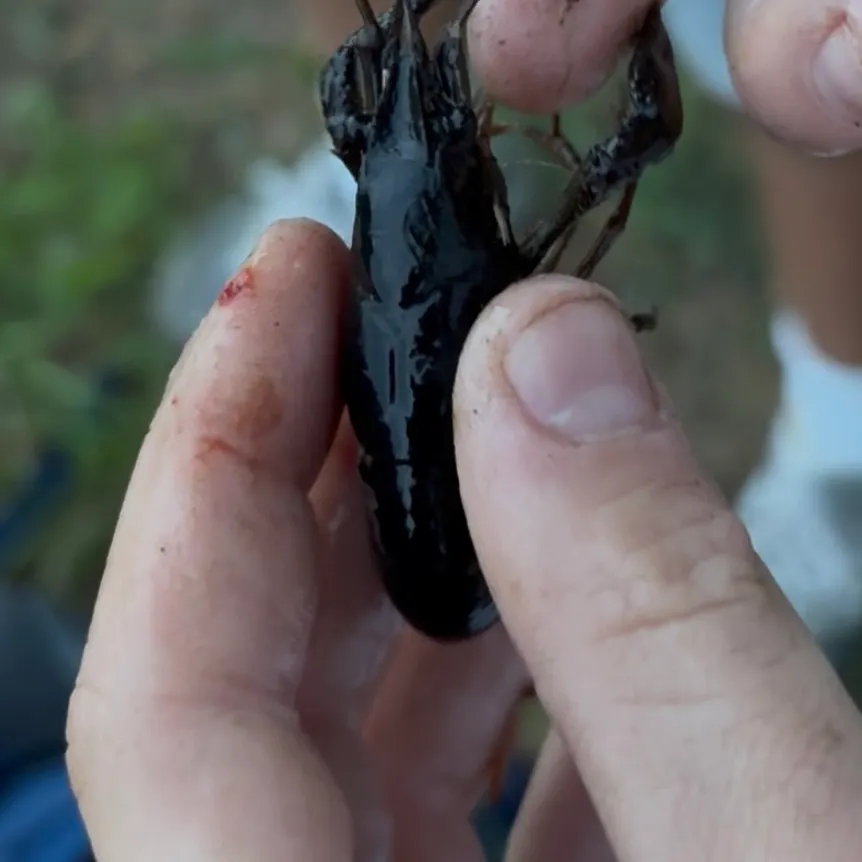 The most recent White River crayfish catches on Fishbrain