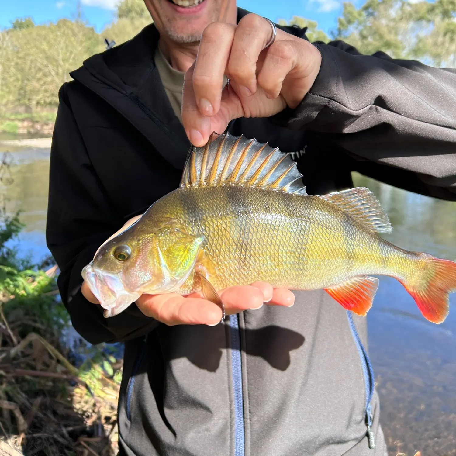 European perch caught on Fishbrain