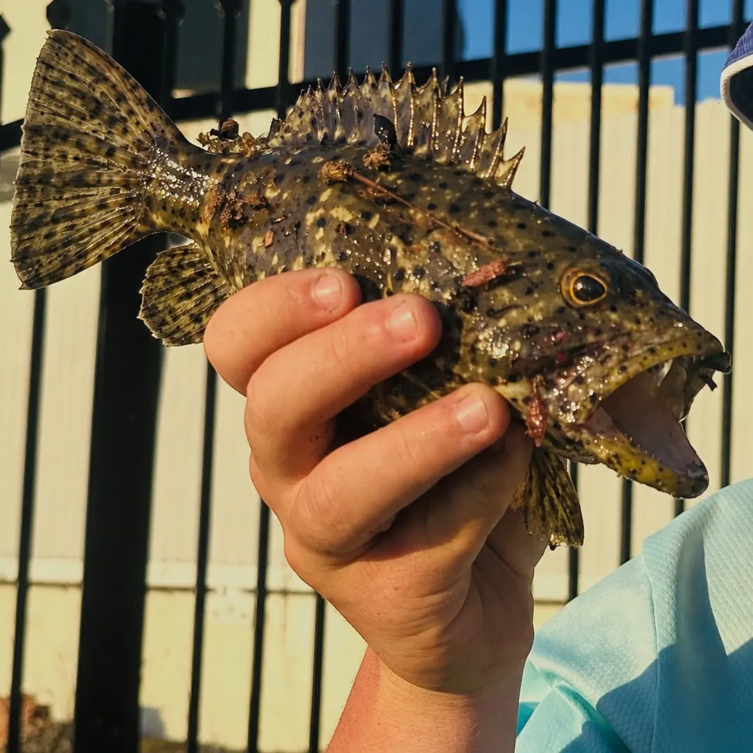 The most recent Malabar grouper catches on Fishbrain
