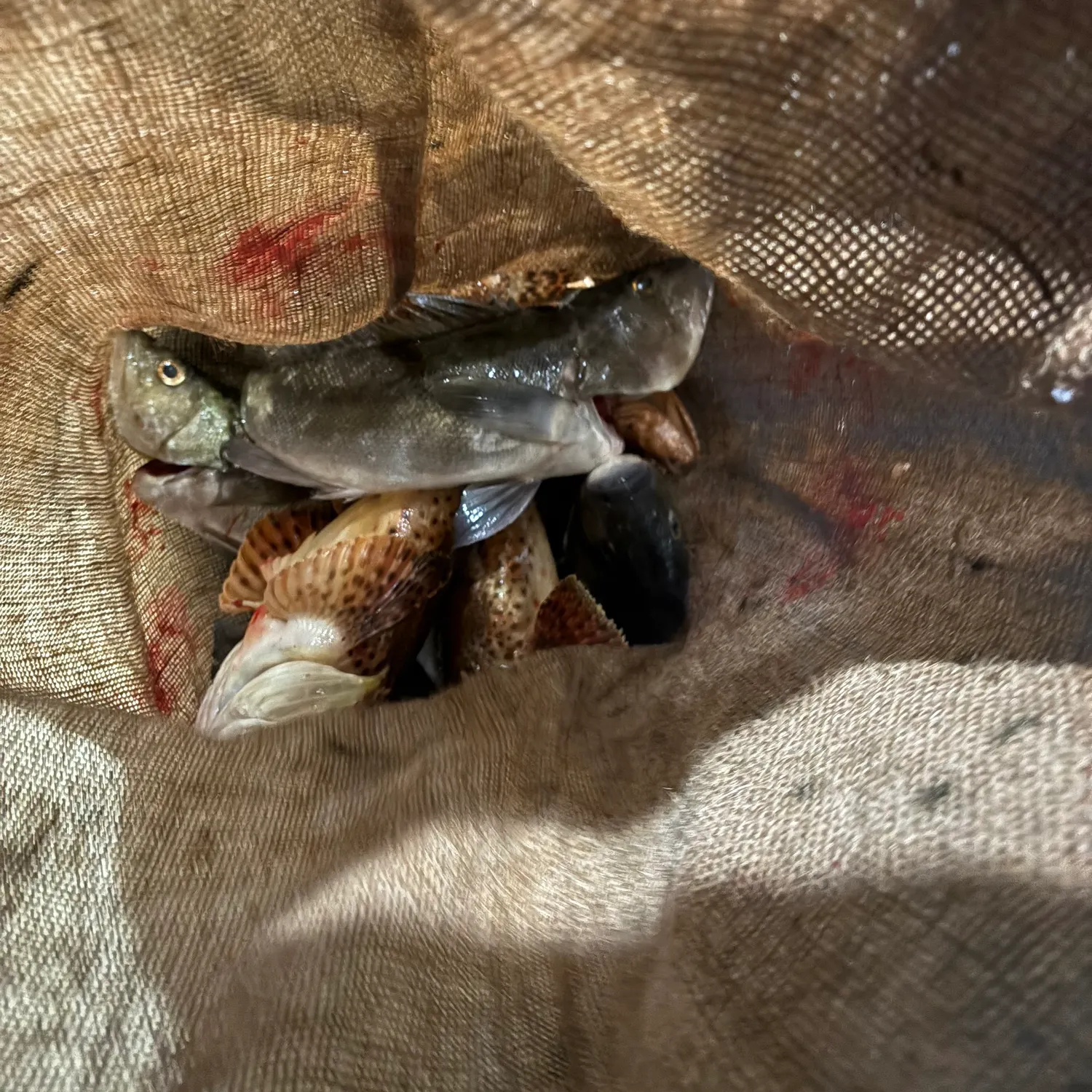 The most recent California scorpionfish catches on Fishbrain