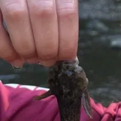 The most recent Common goby catches on Fishbrain