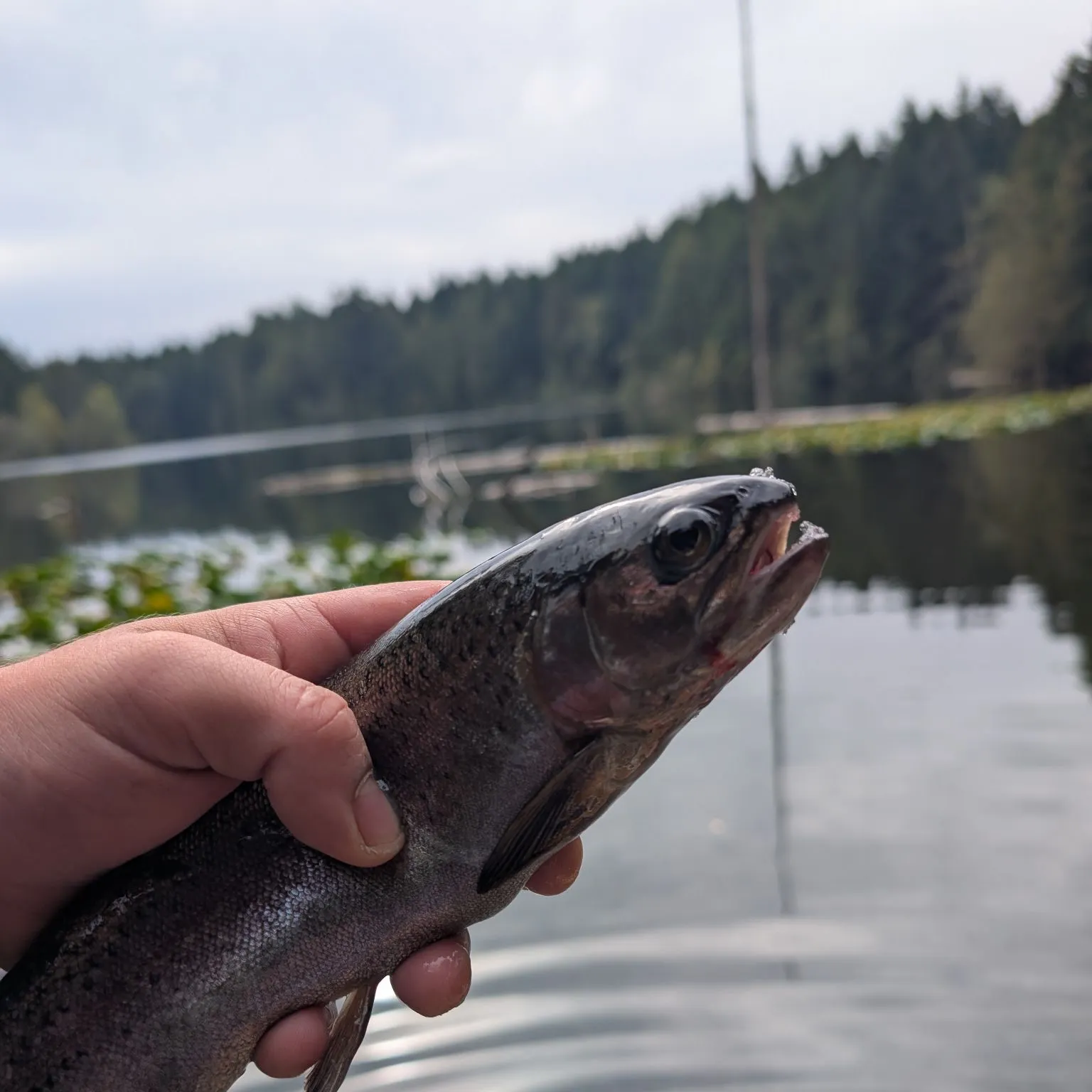 Rainbow trout caught on Fishbrain