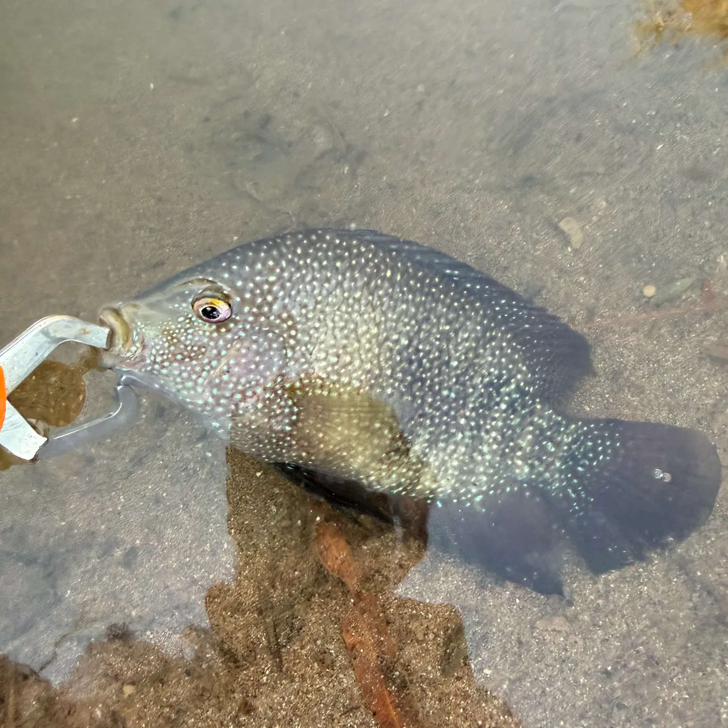 The most recent Rio Grande cichlid catches on Fishbrain