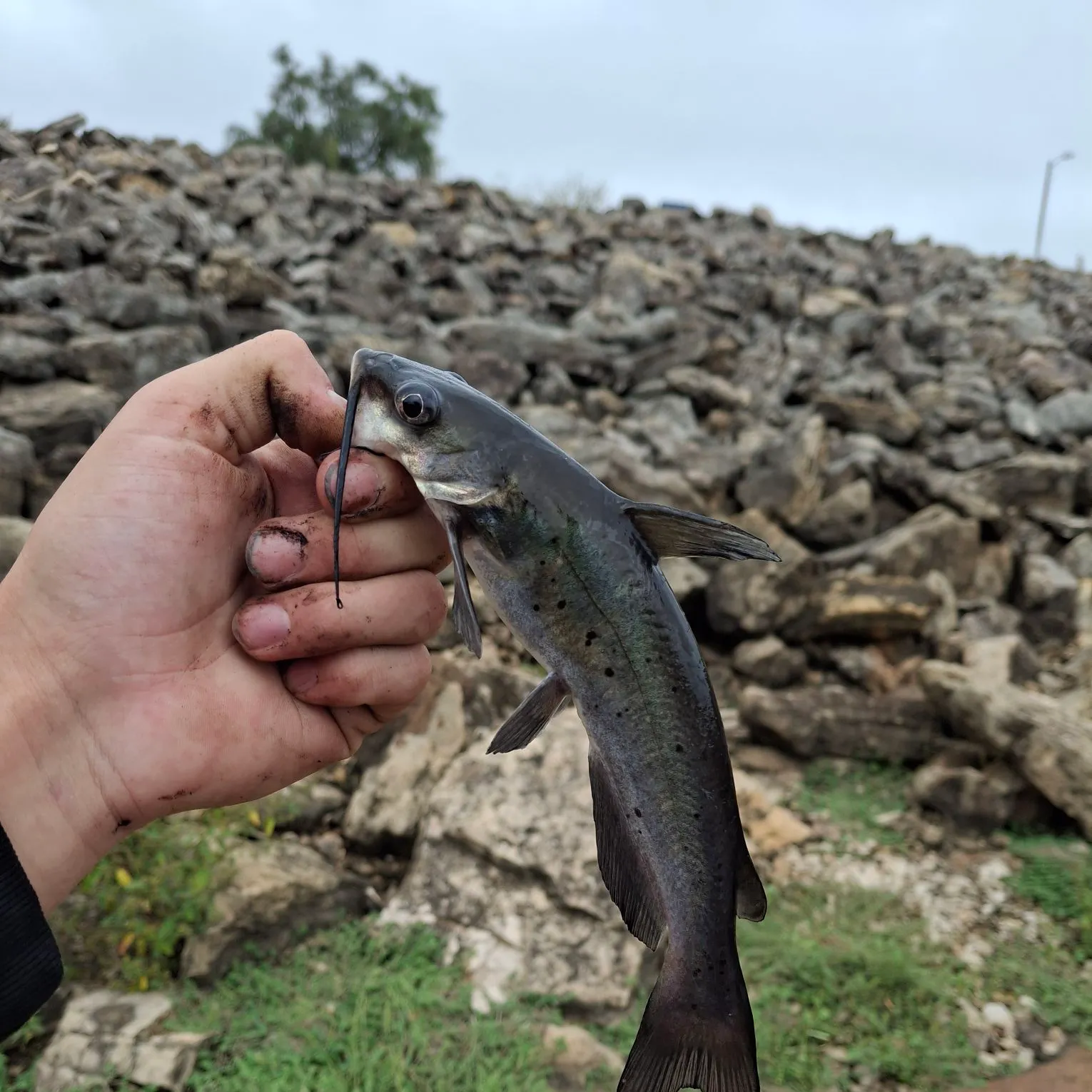 Channel catfish caught on Fishbrain