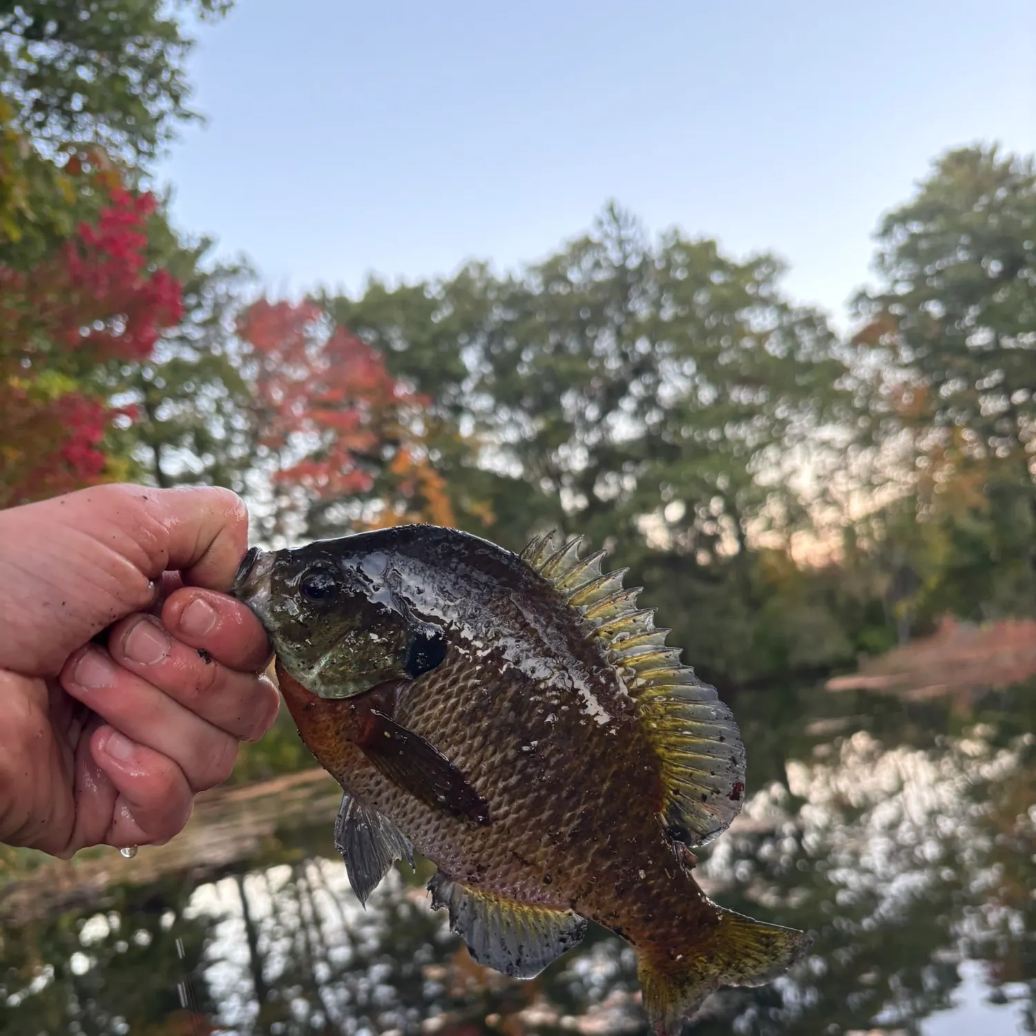 Bluegill caught on Fishbrain