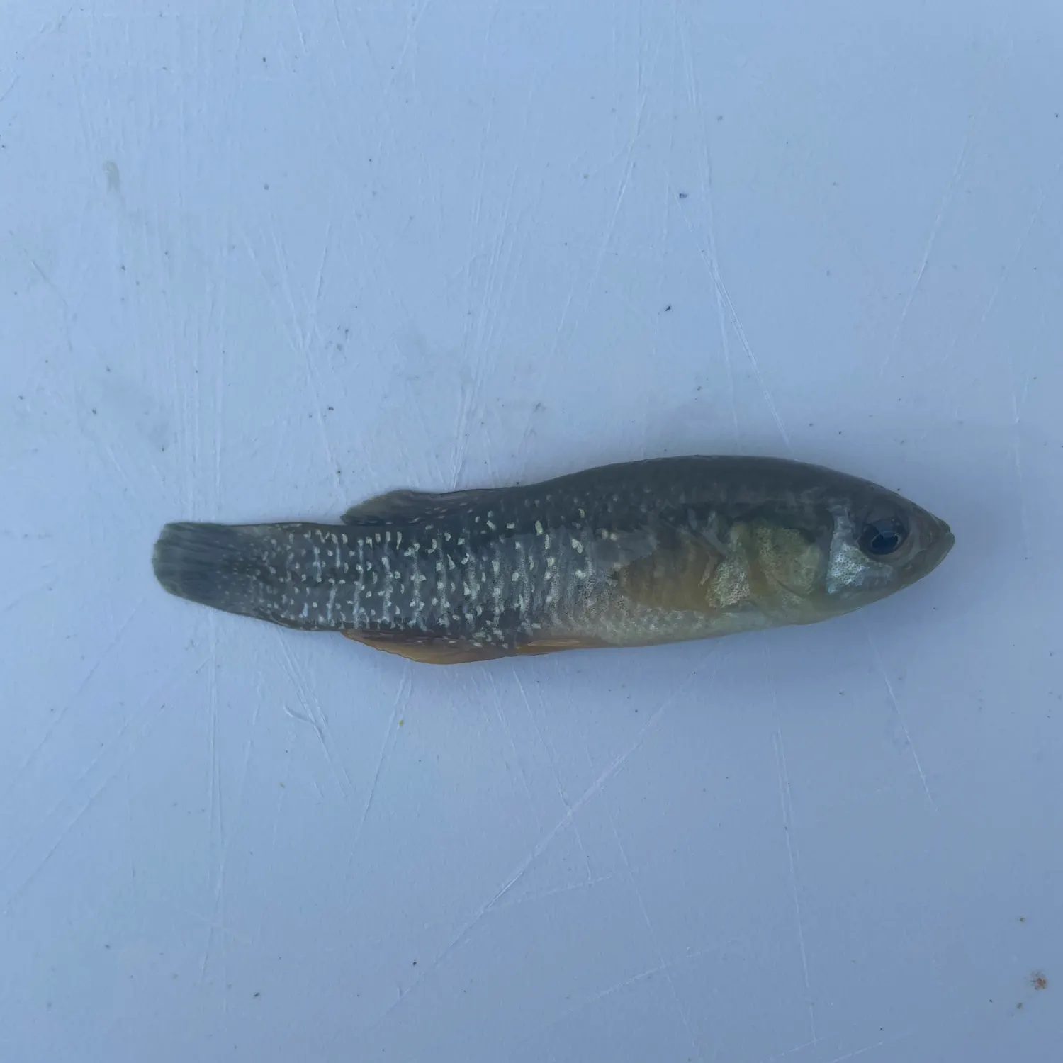 The most popular recent Mummichog catch on Fishbrain