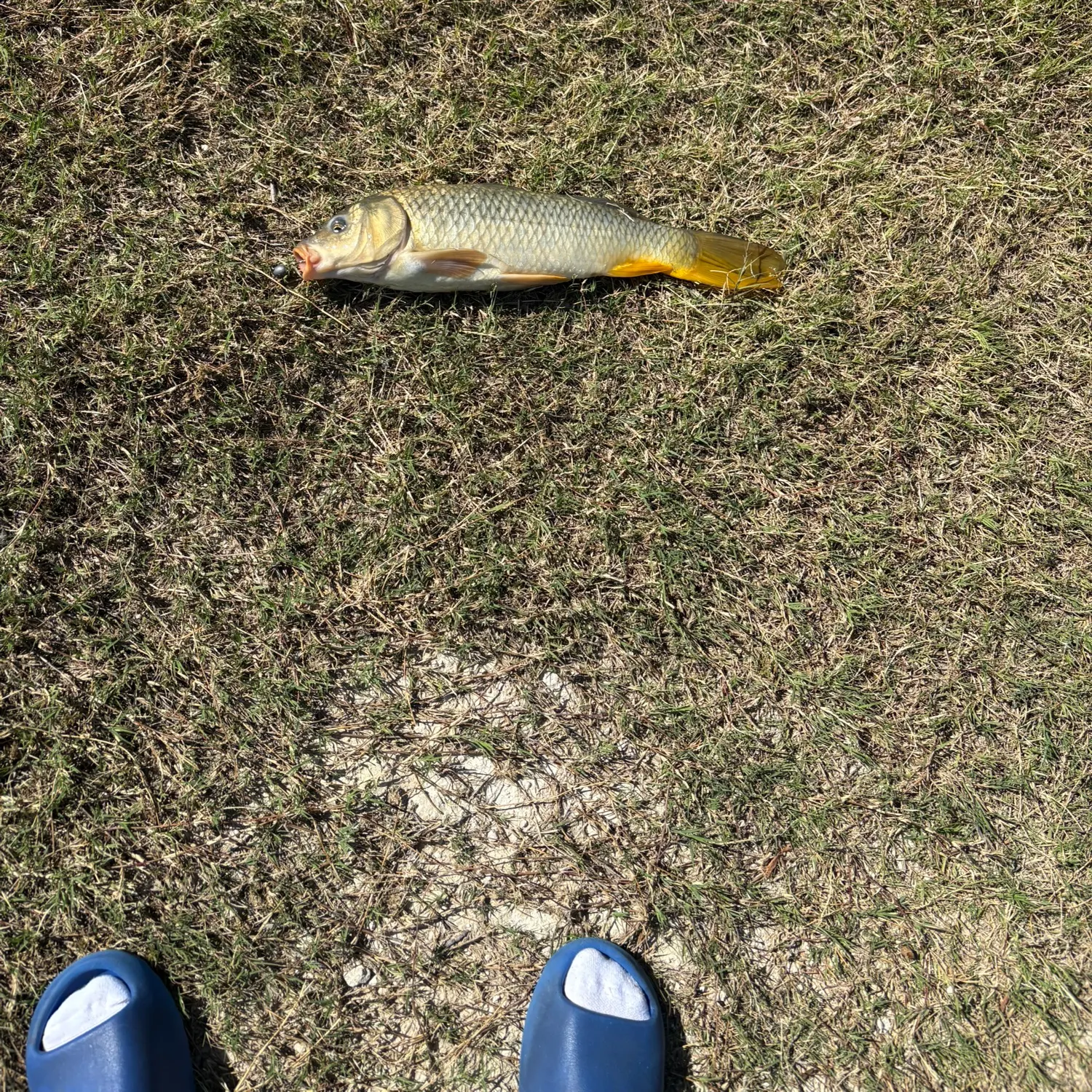 Common carp caught on Fishbrain