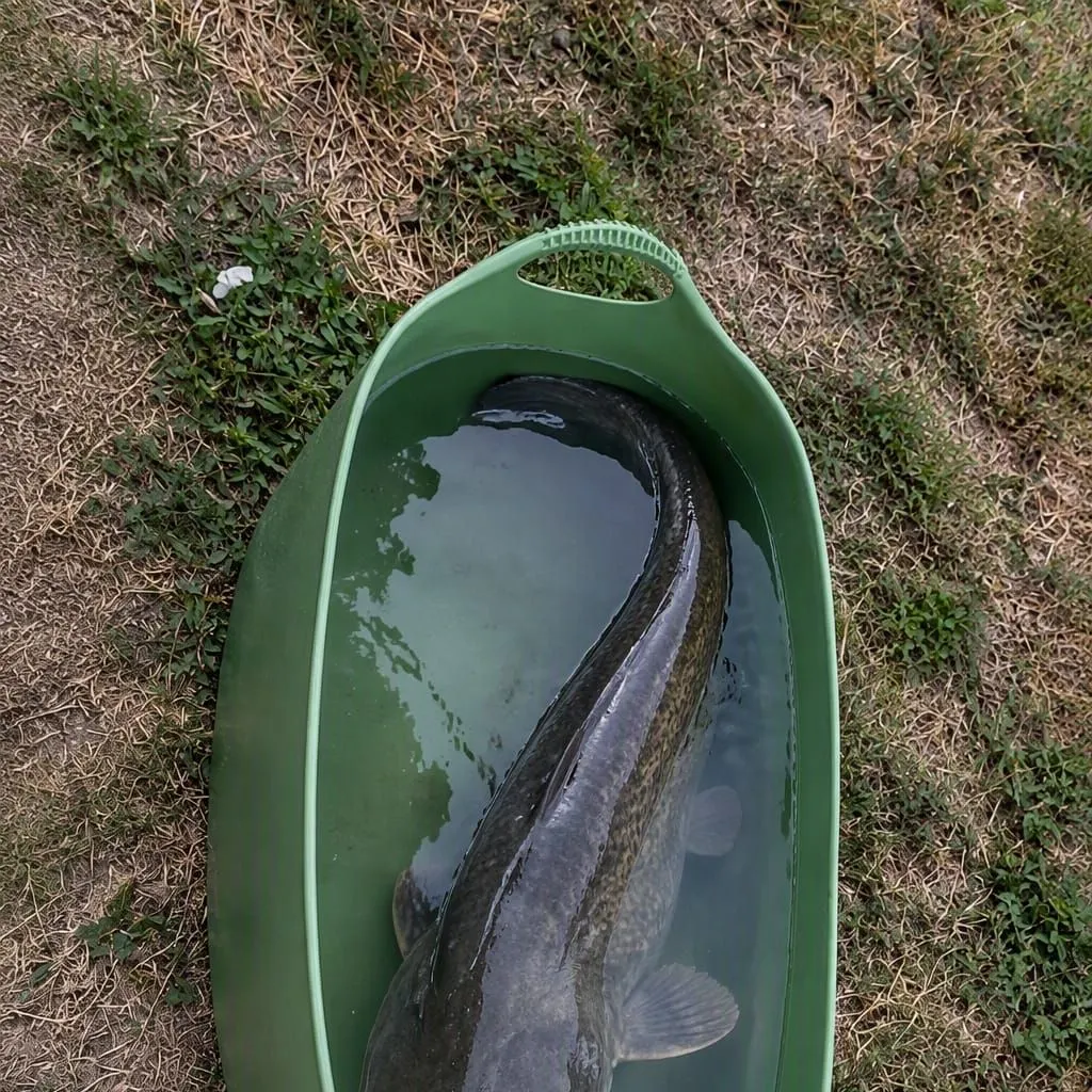 Fish caught on Fishbrain
