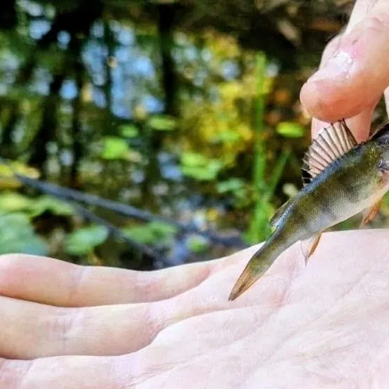 European perch caught on Fishbrain