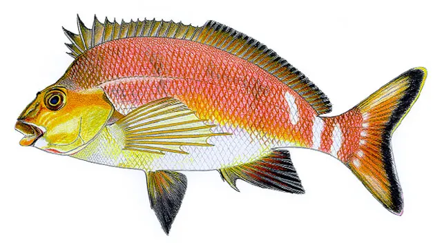 Red morwong
