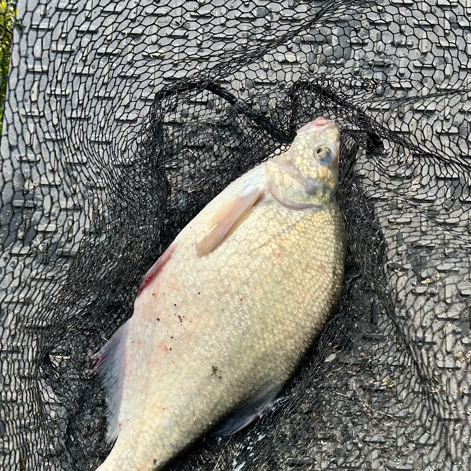 The most recent Common bream catches on Fishbrain