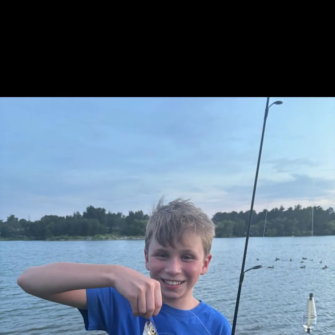 White perch caught on Fishbrain
