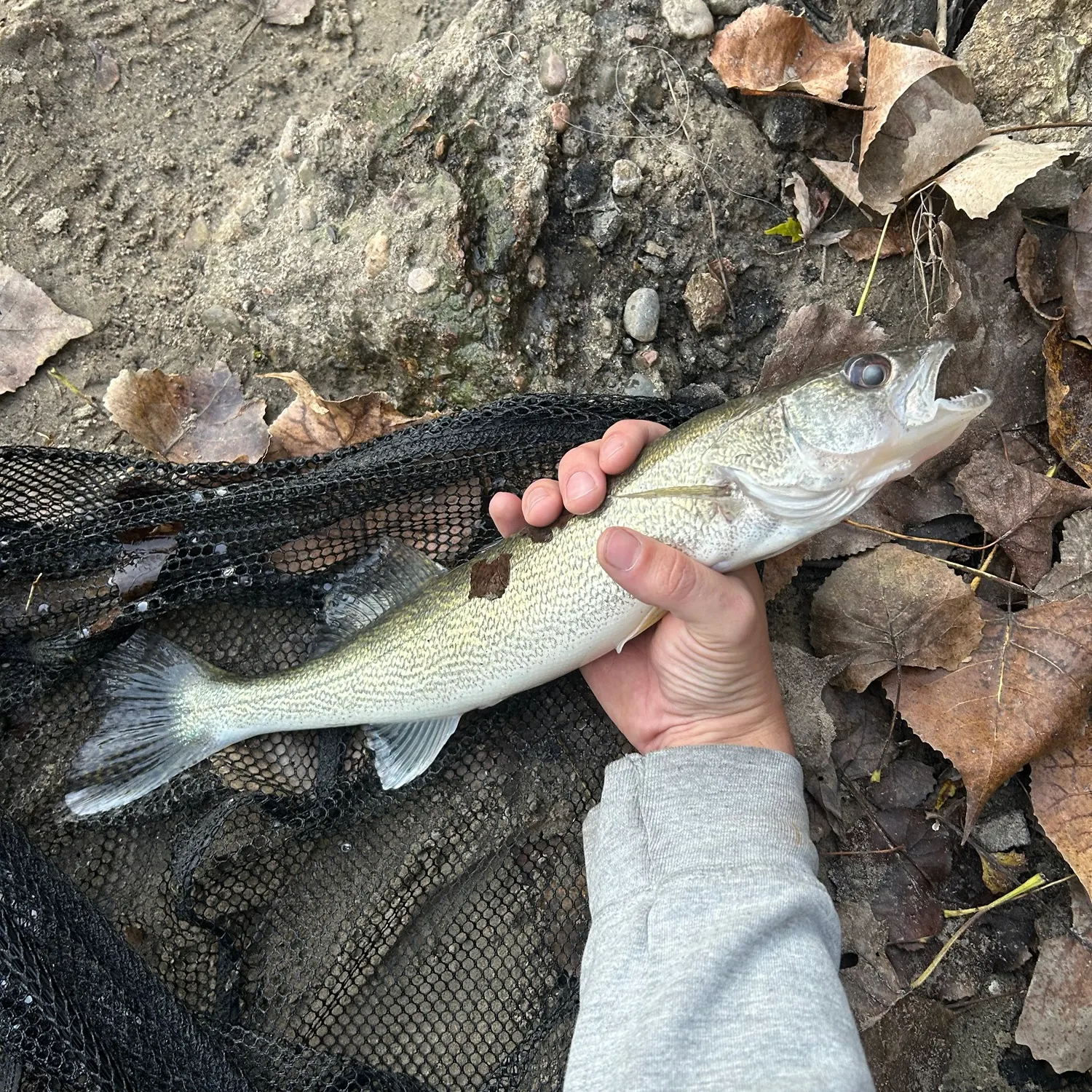 Walleye caught on Fishbrain