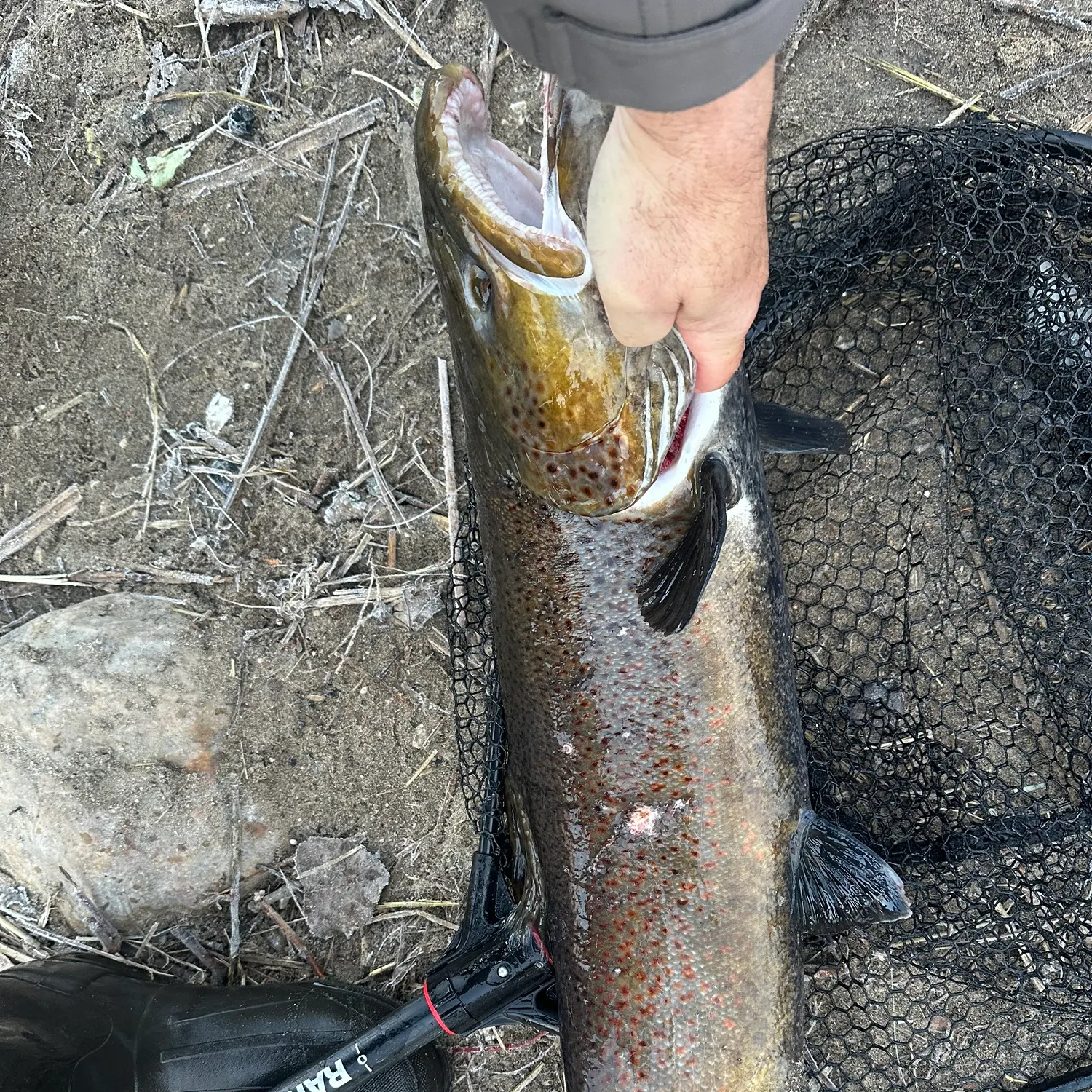 The most recent Sea trout catches on Fishbrain