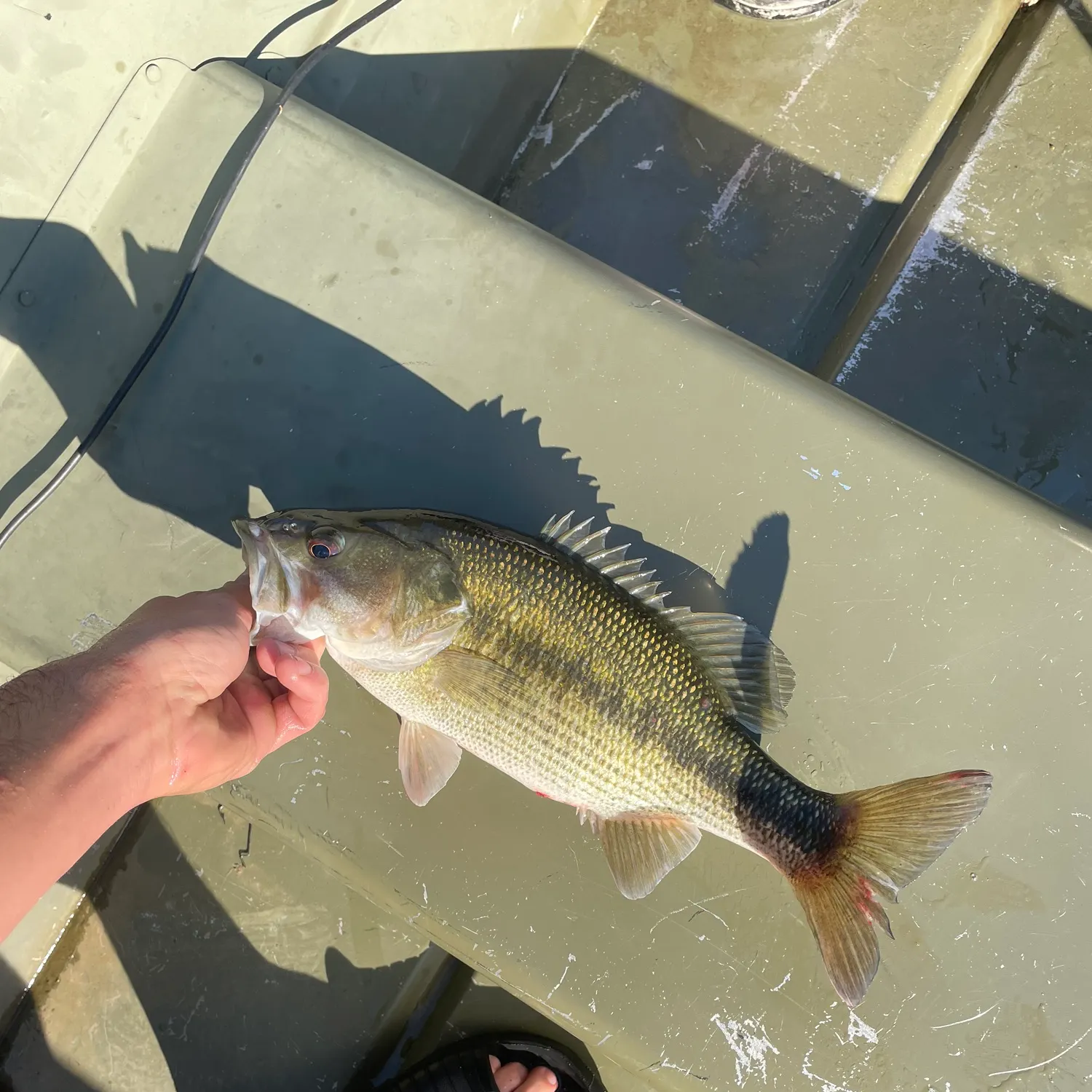 Spotted bass caught on Fishbrain