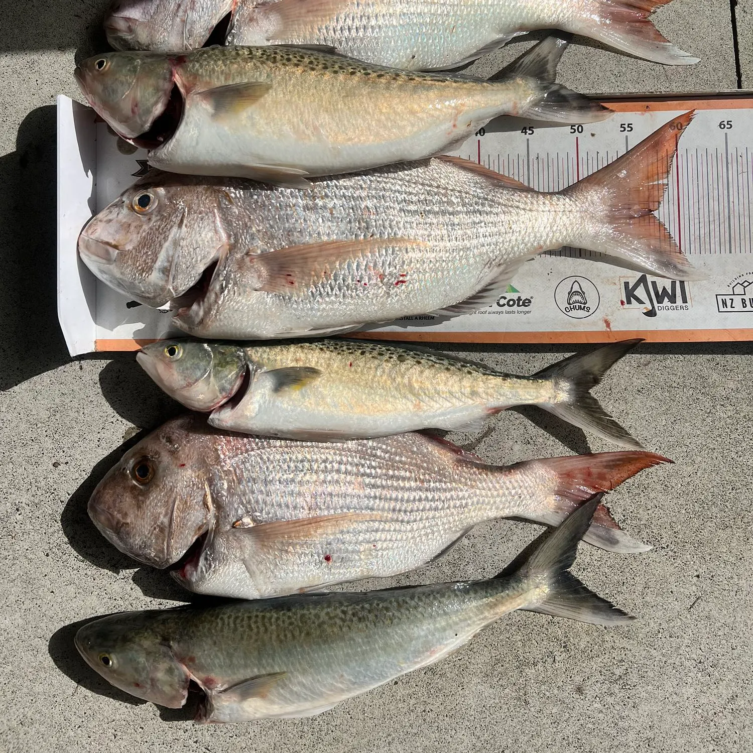 recently logged catches