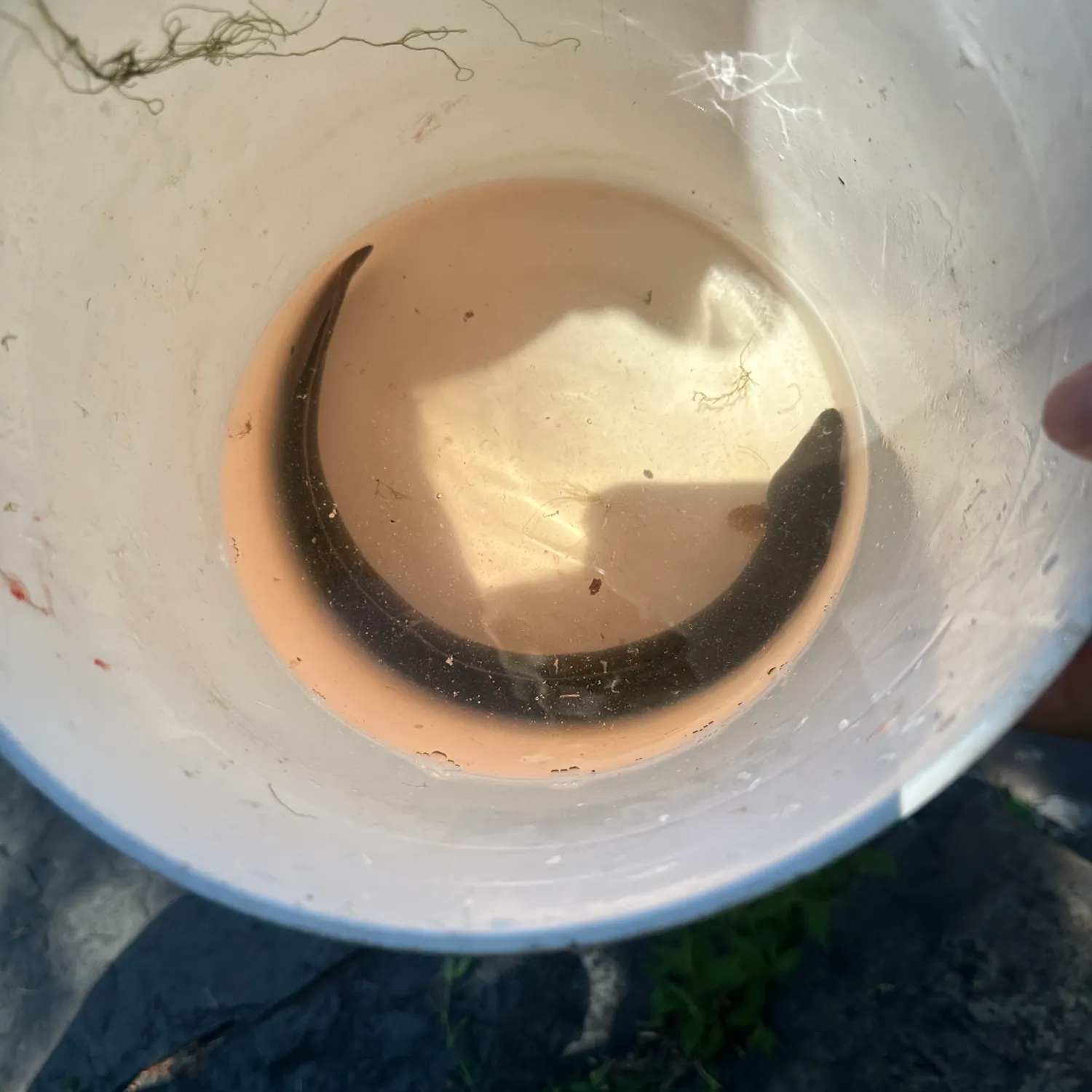 The most recent American eel catches on Fishbrain
