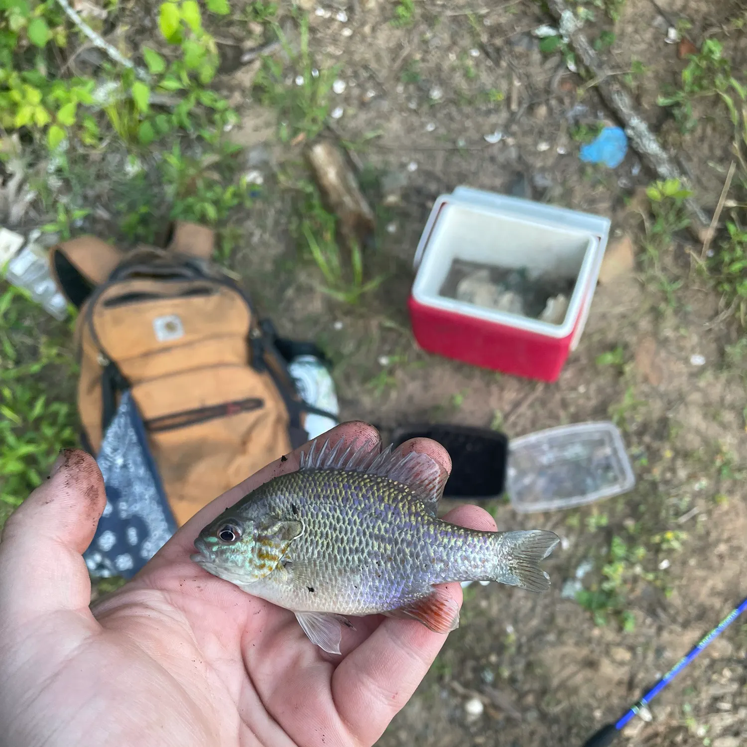The most recent Bluegill x longear sunfish catches on Fishbrain