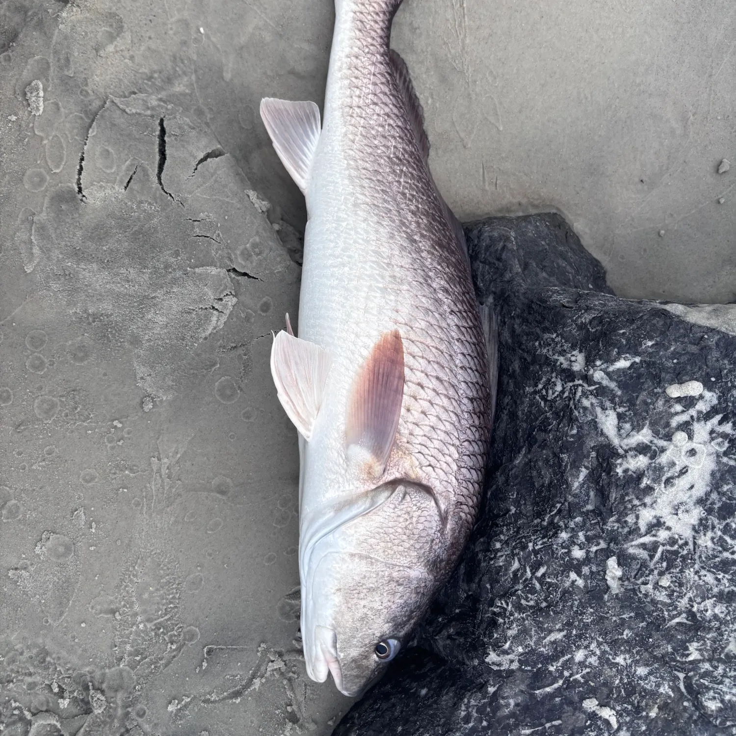 Red drum caught on Fishbrain