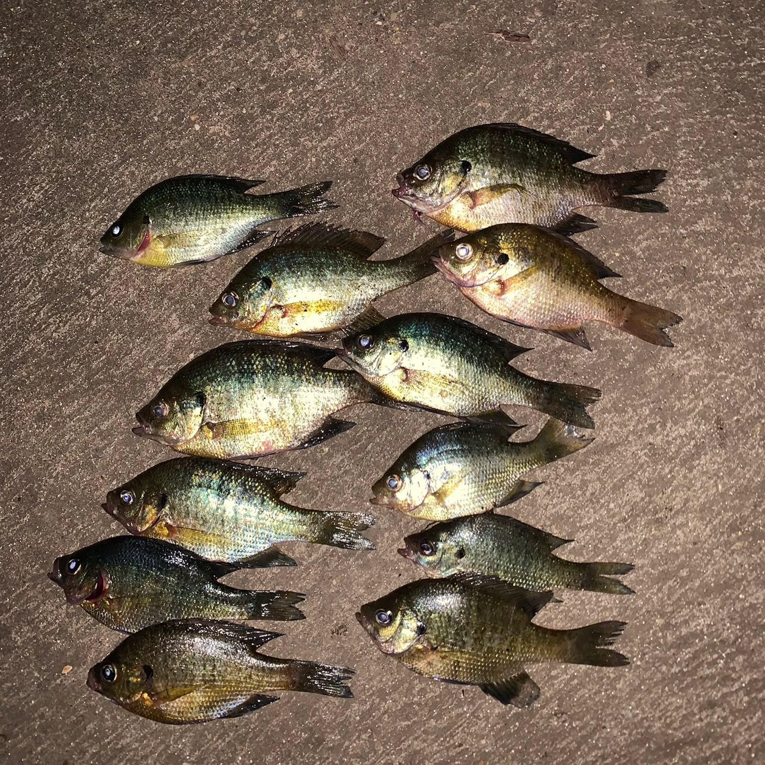 recently logged catches