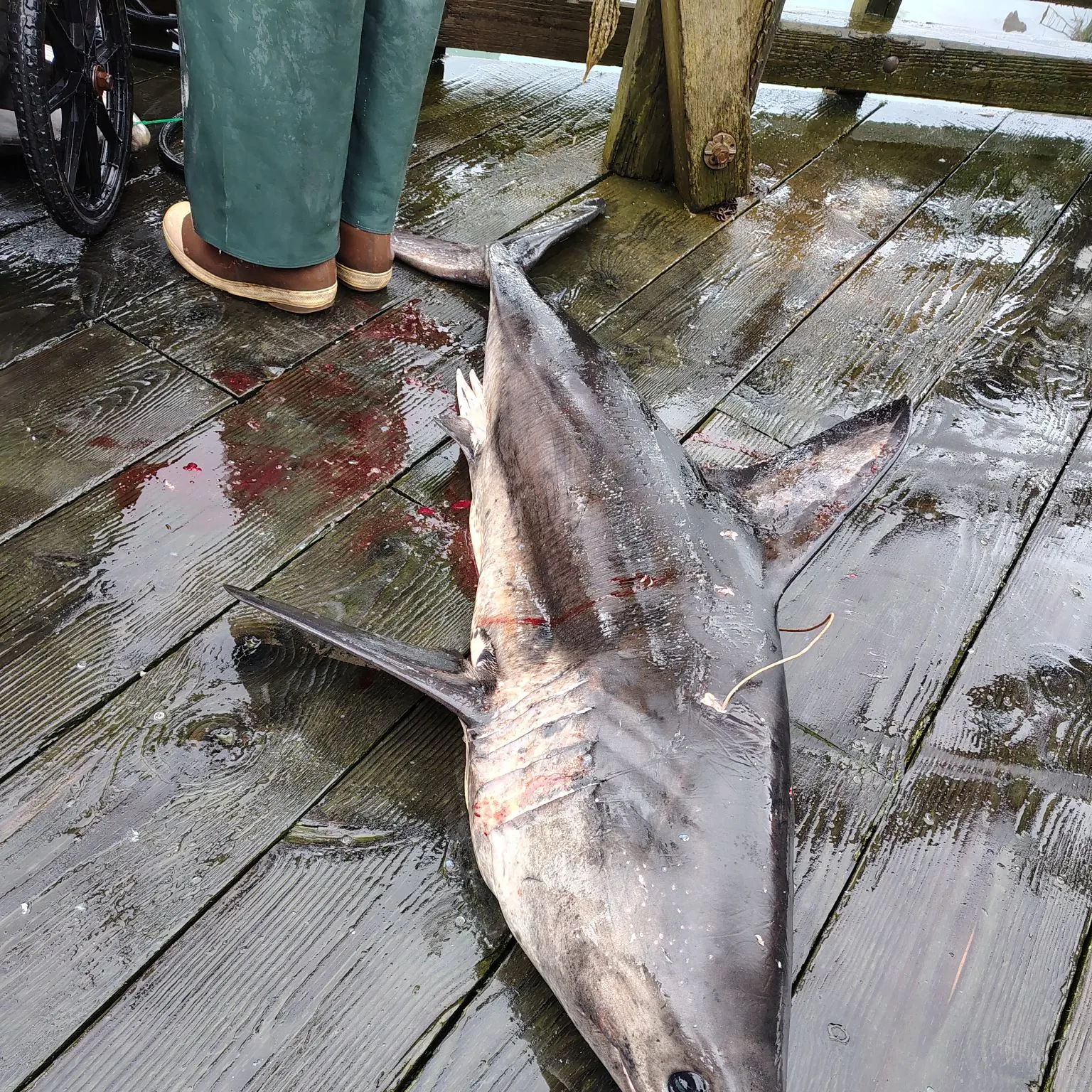 The most recent Salmon shark catches on Fishbrain