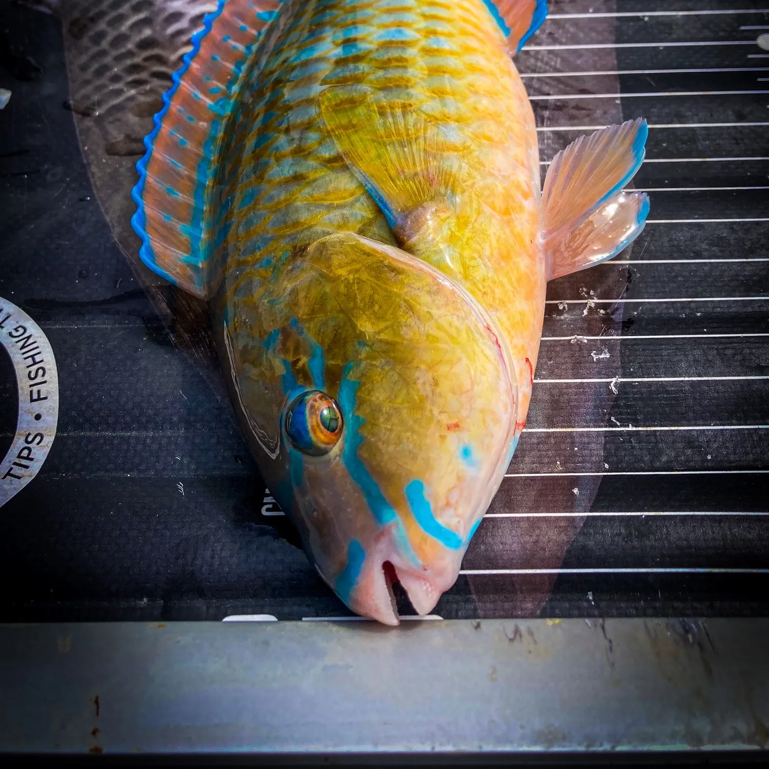 The most recent Queen parrotfish catches on Fishbrain