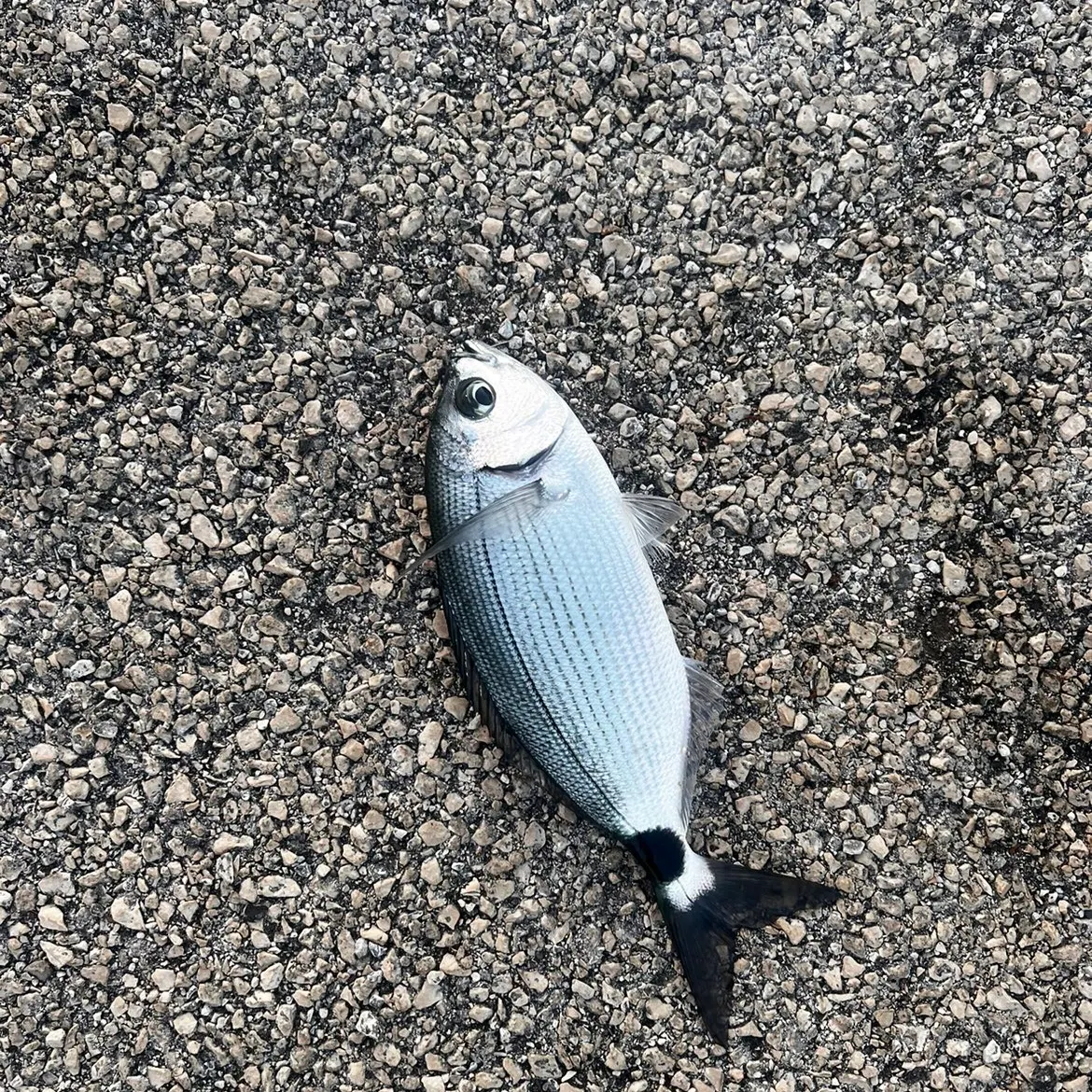 Saddled seabream caught on Fishbrain