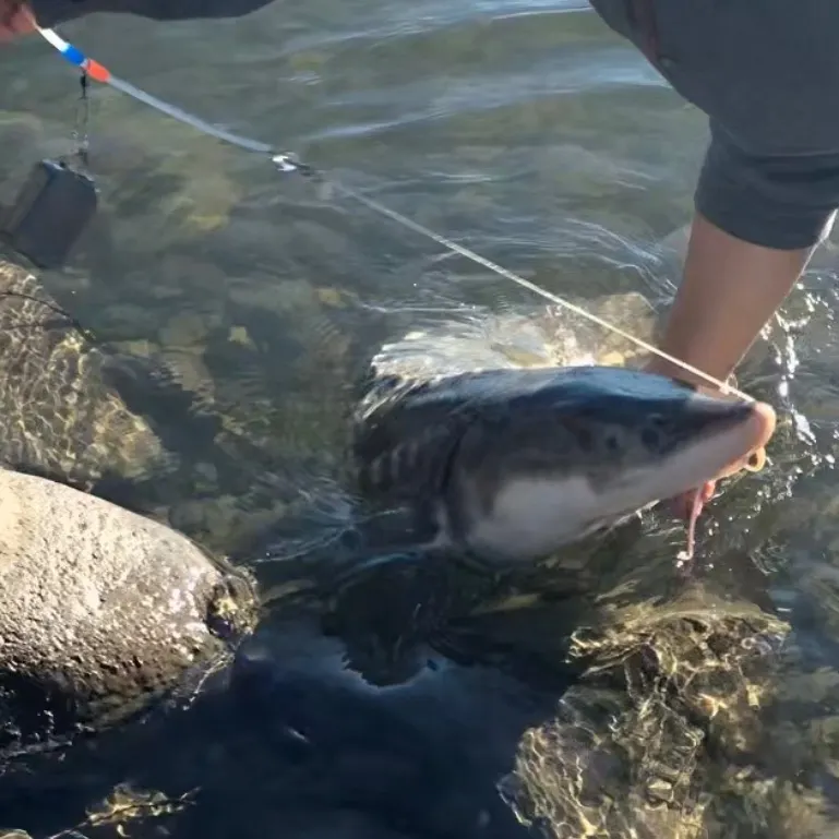 The most recent White sturgeon catches on Fishbrain