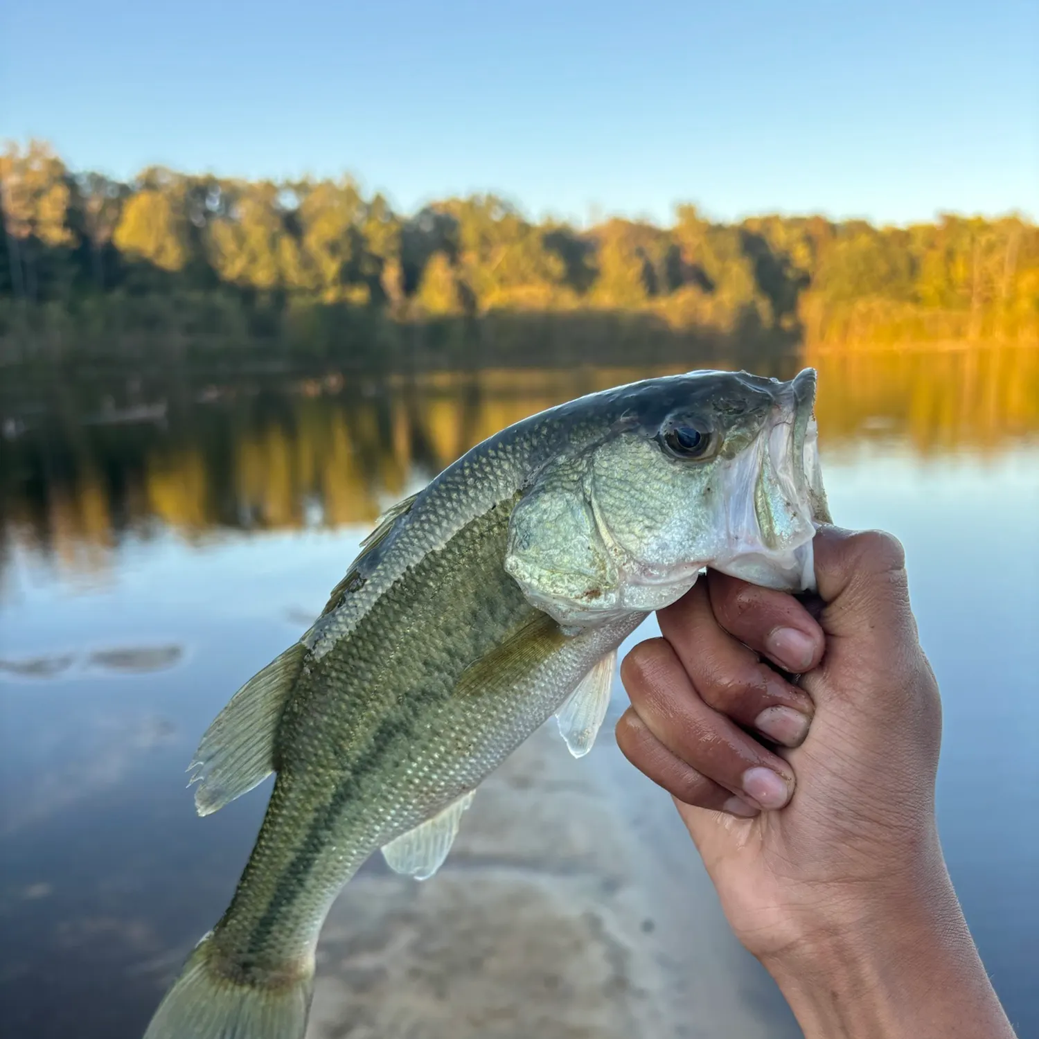 Largemouth bass caught on Fishbrain