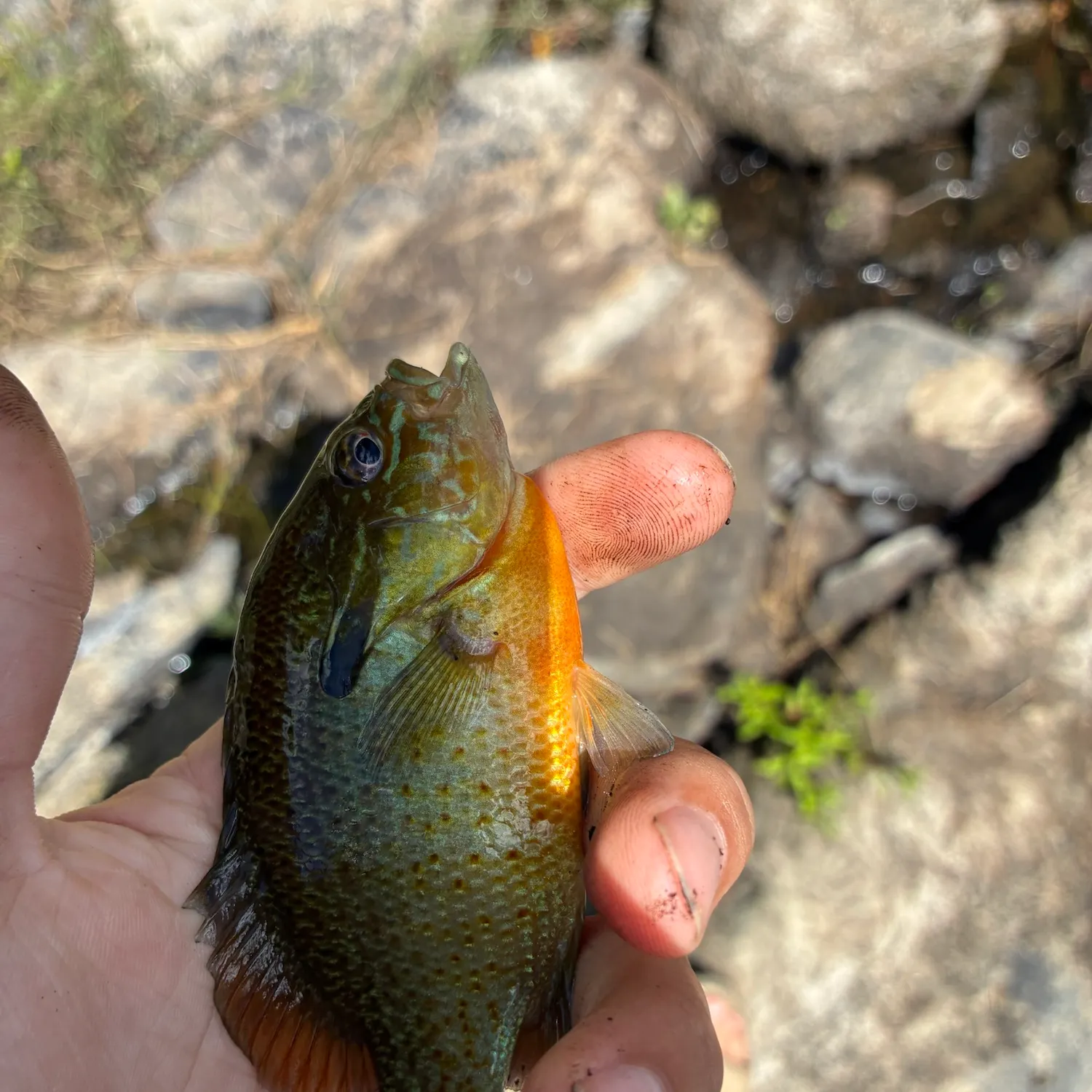 catch