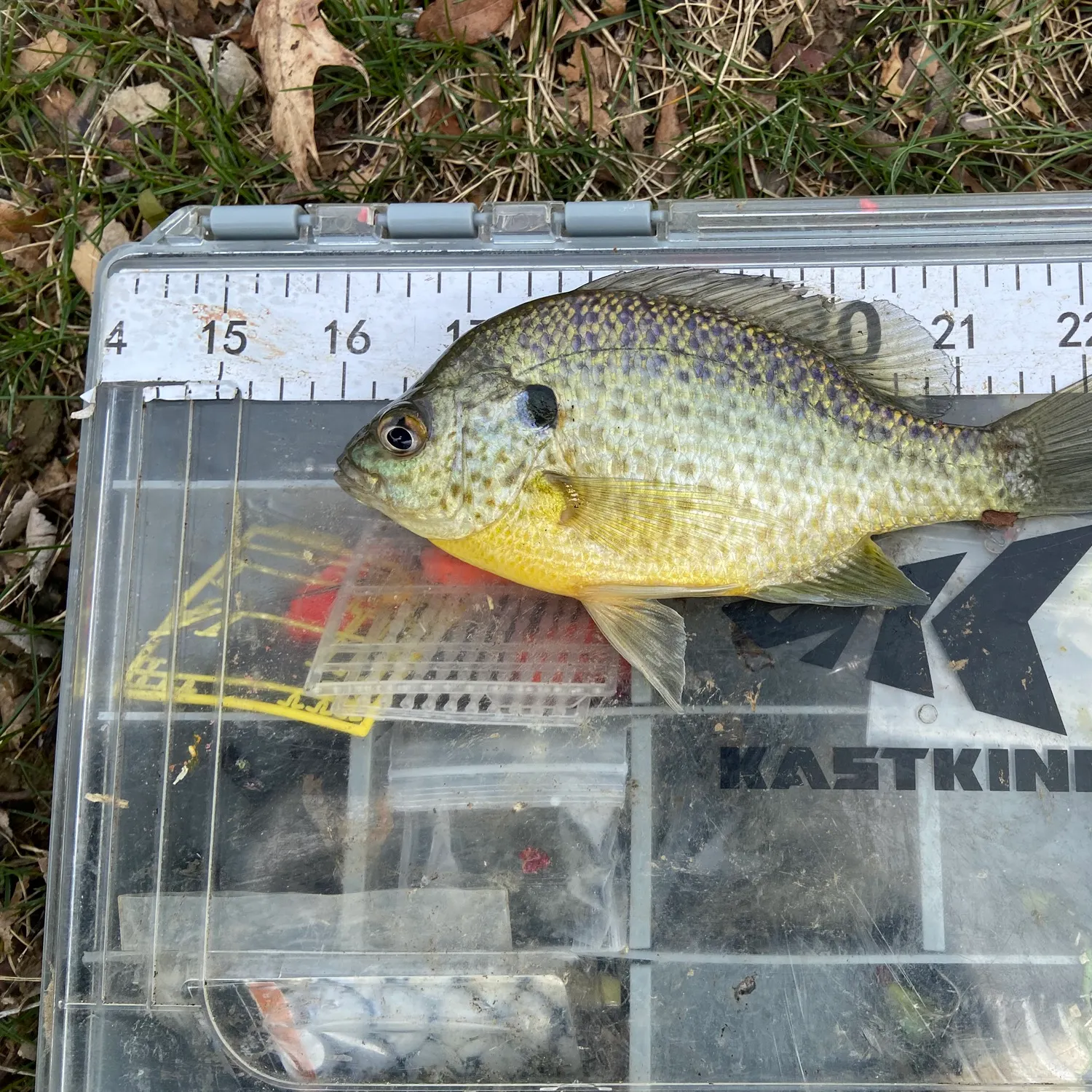 Bluegill caught on Fishbrain