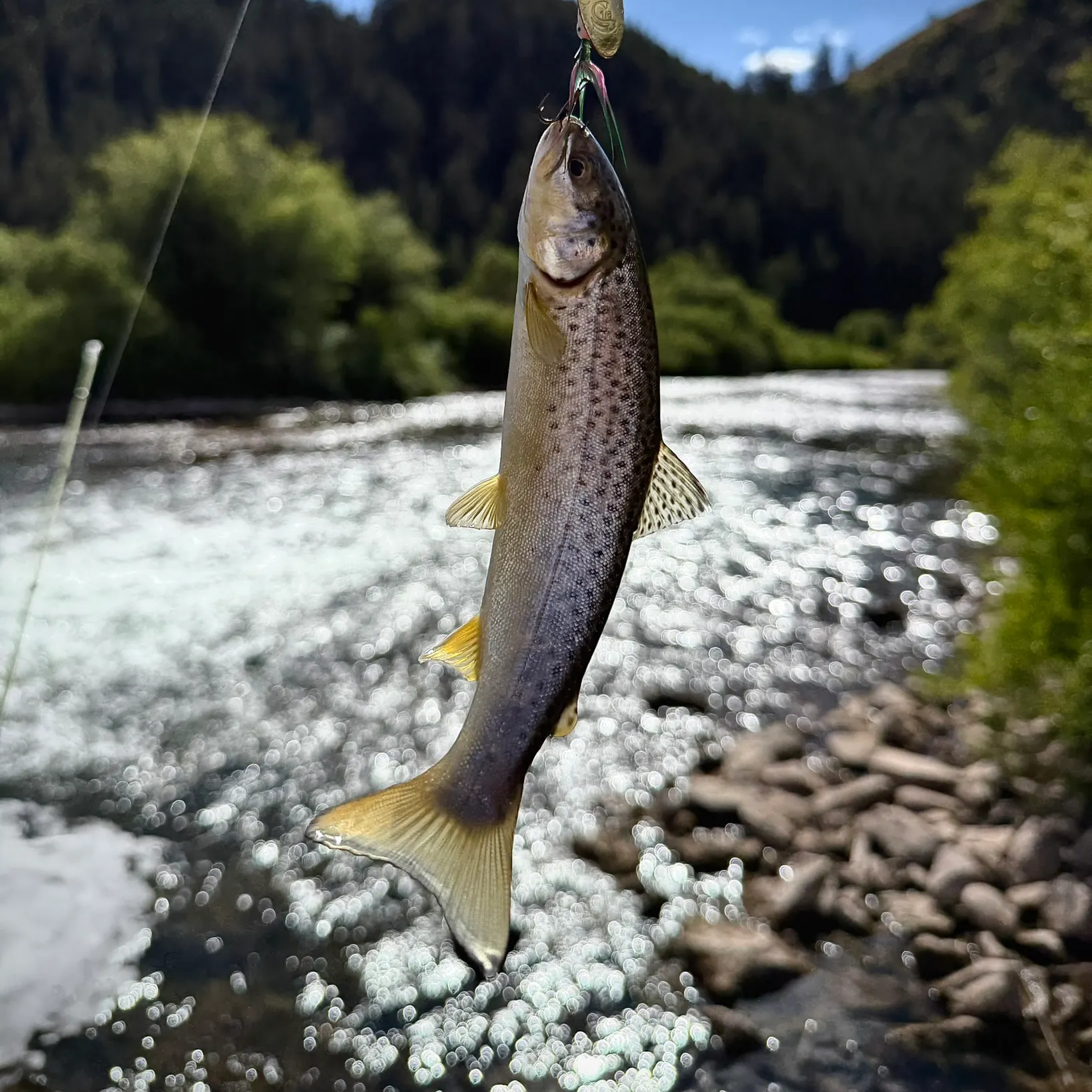 The most recent Snake River fine-spotted cutthroat trout catches on Fishbrain