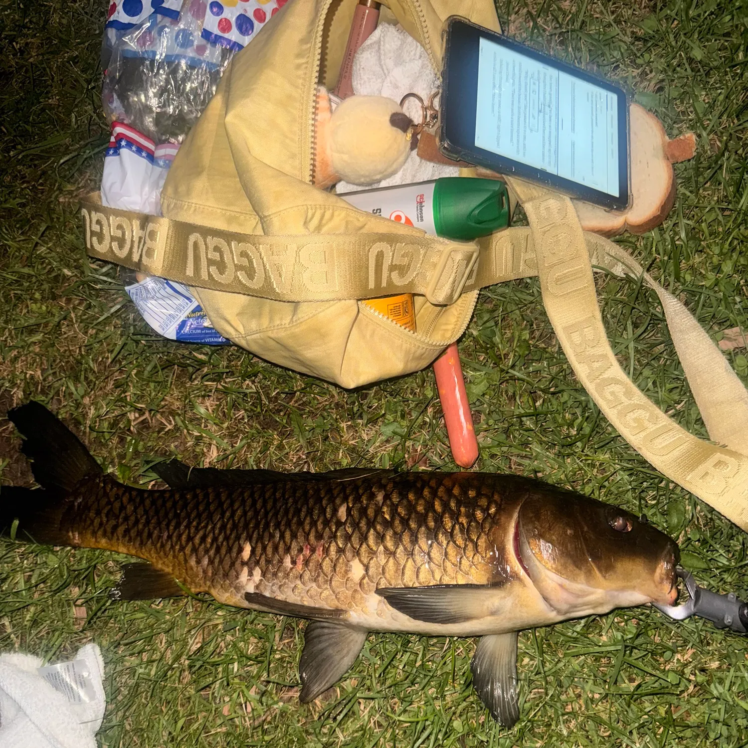 recently logged catches