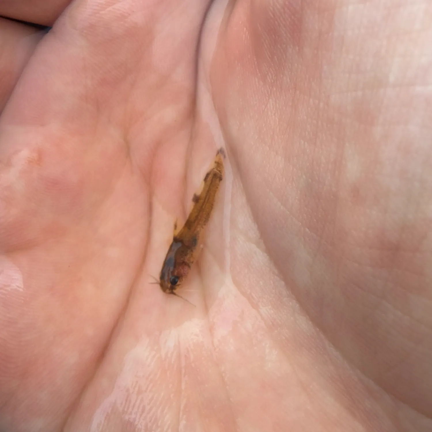 The most recent Ozark minnow catches on Fishbrain