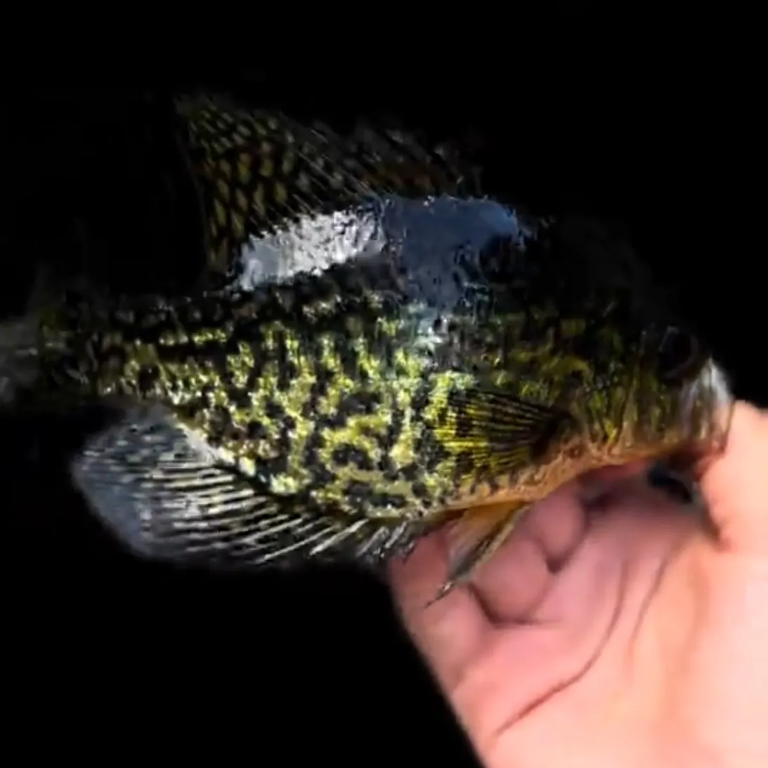 Black crappie caught on Fishbrain