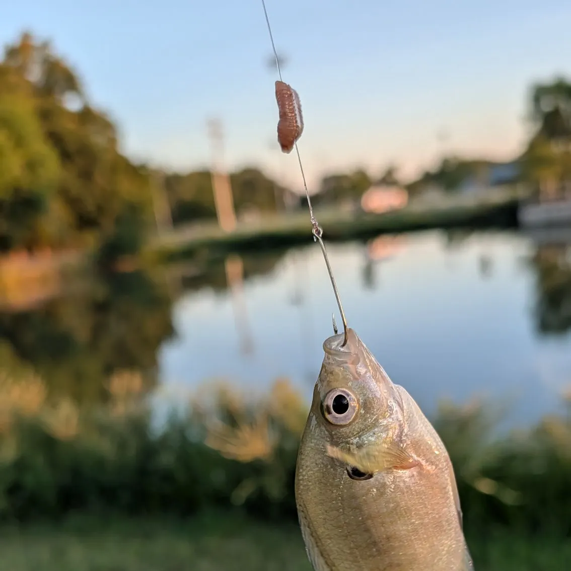 Bluegill caught on Fishbrain
