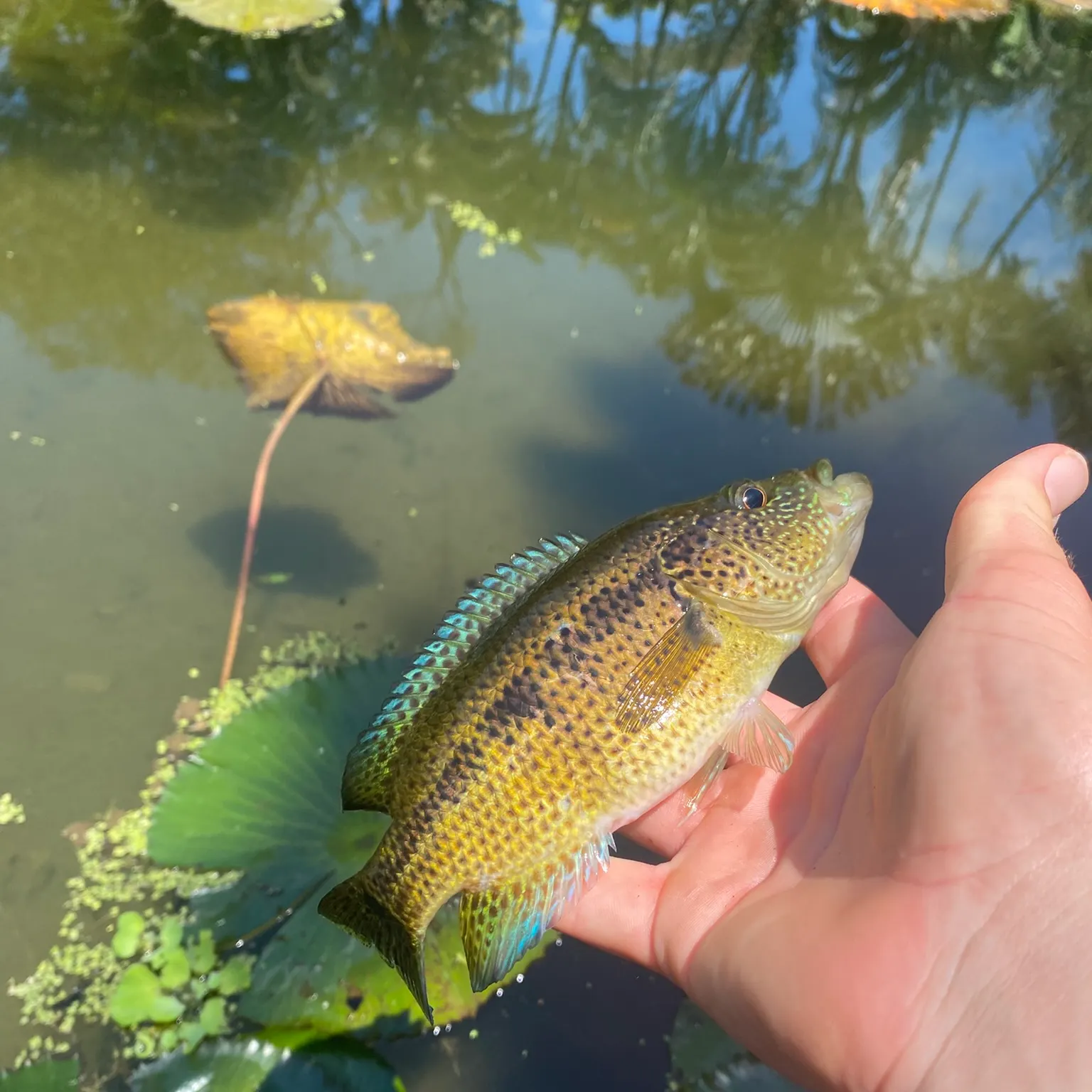 The most recent Yellowjacket cichlid catches on Fishbrain