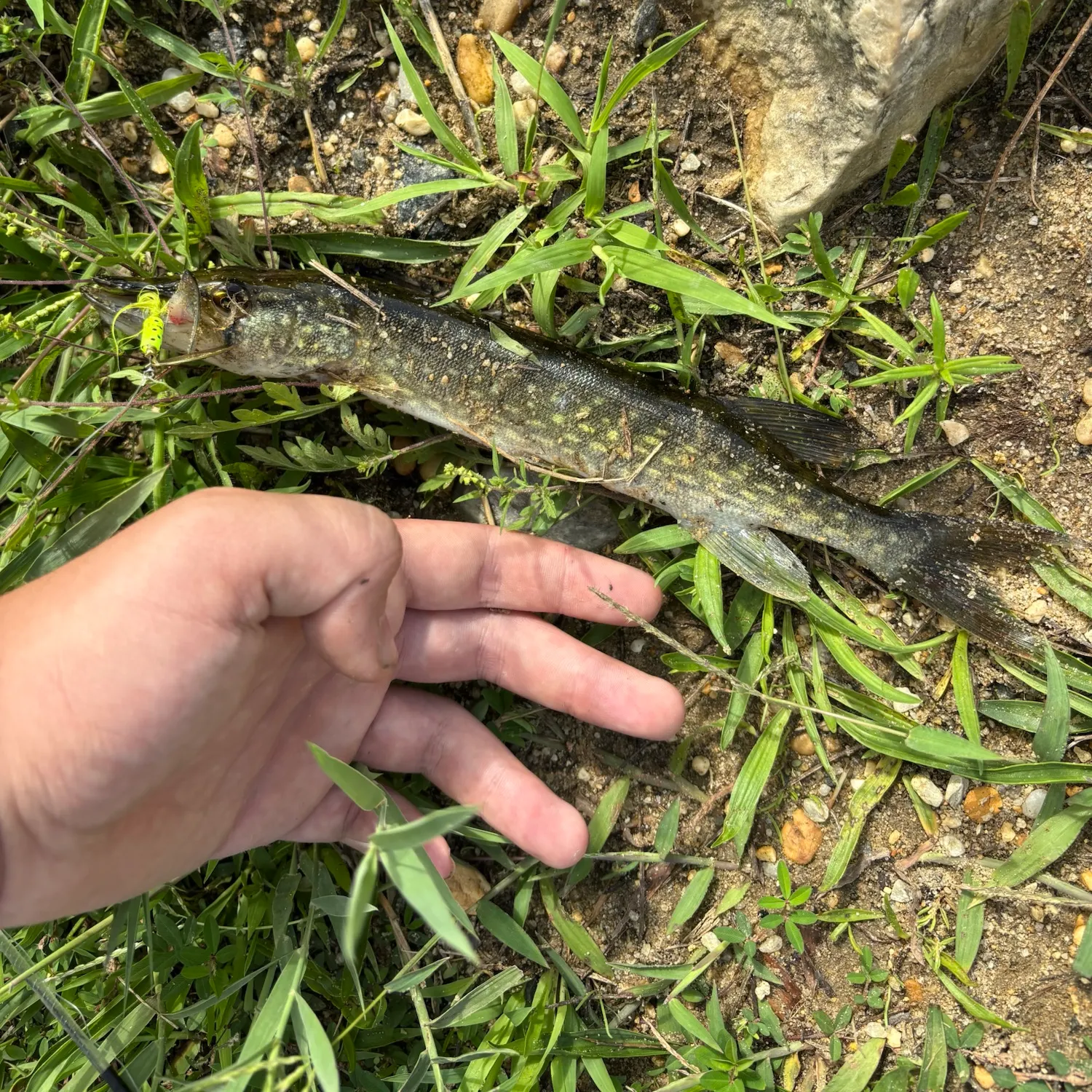 Chain pickerel caught on Fishbrain