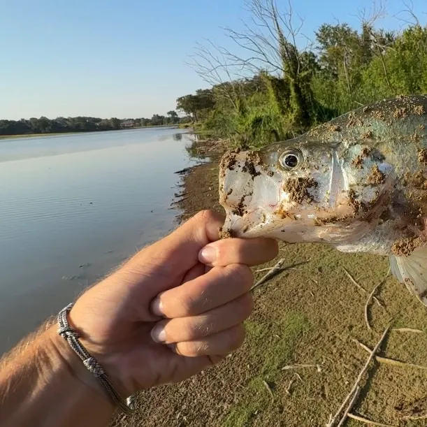 White crappie caught on Fishbrain