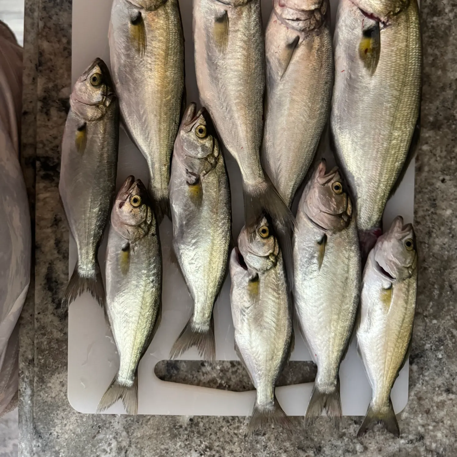 Bluefish caught on Fishbrain